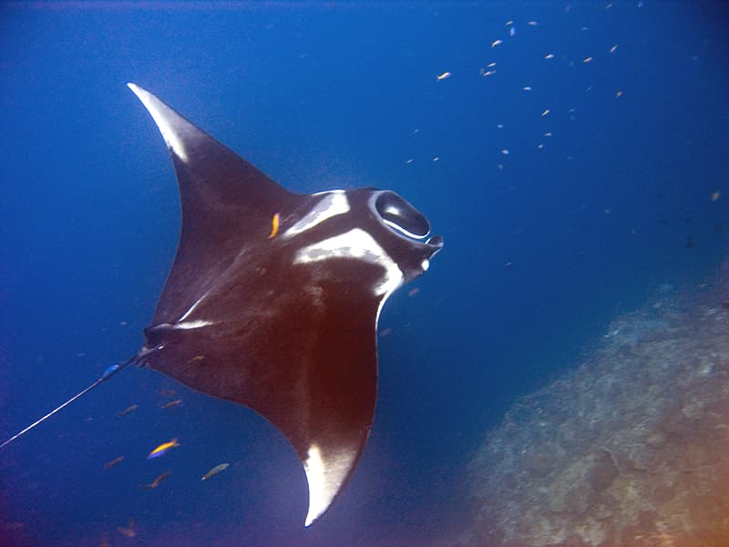 Giant Oceanic Manta Ray