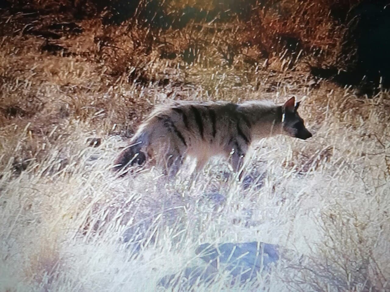 Aardwolf