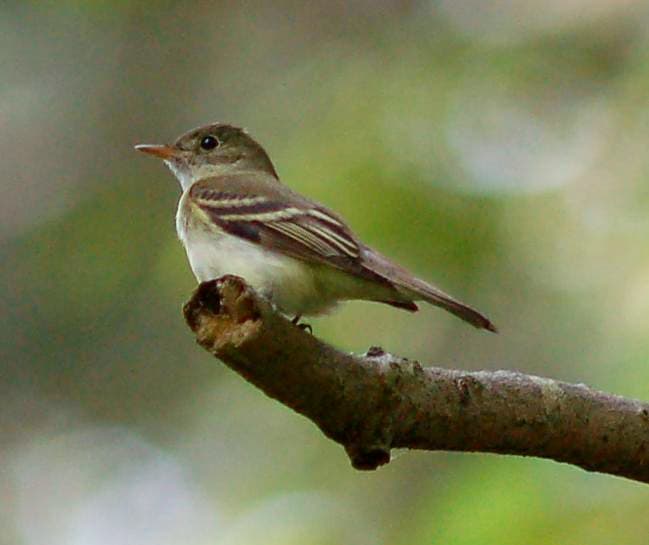 Acadian Flycatcher