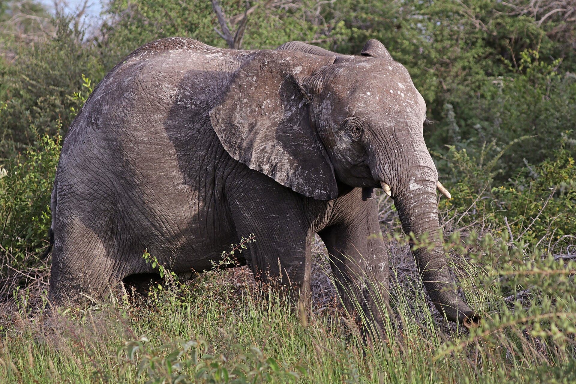 African Bush Elephant
