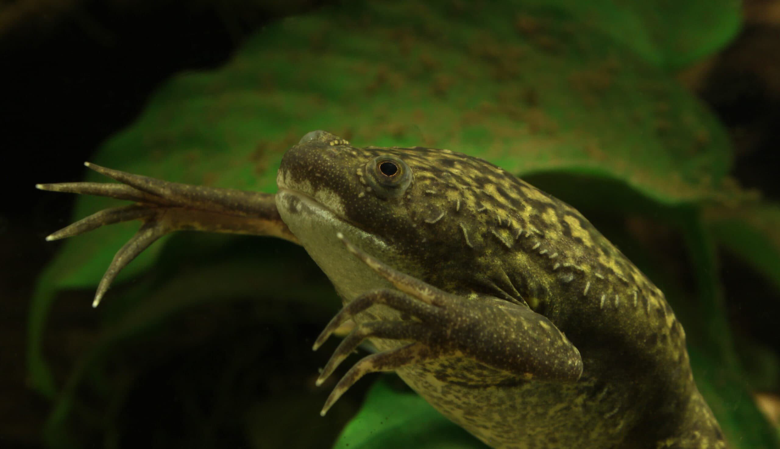 African Clawed Frog