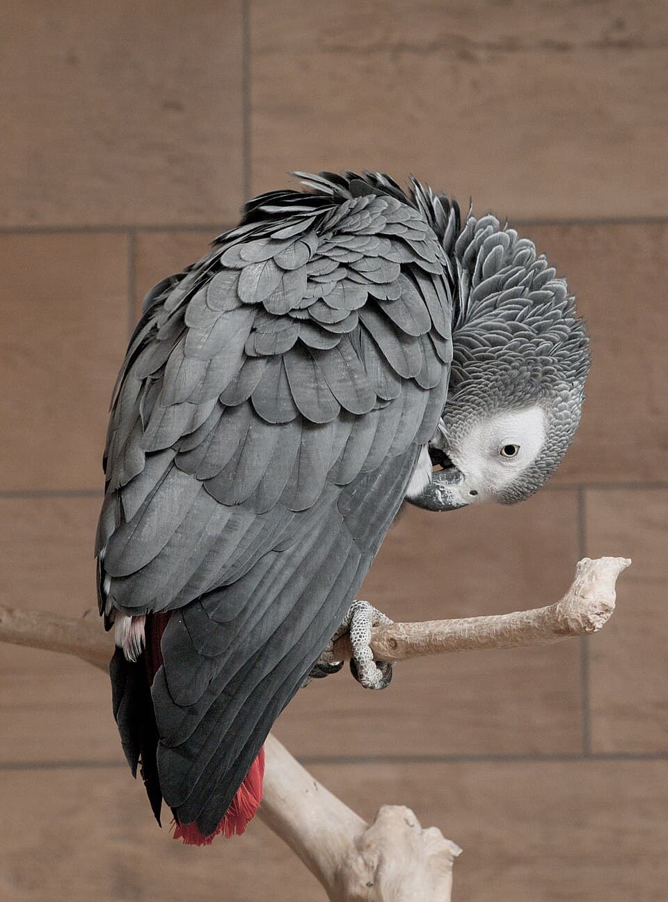 African Grey Parrot