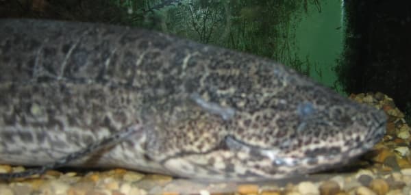 African Lungfish
