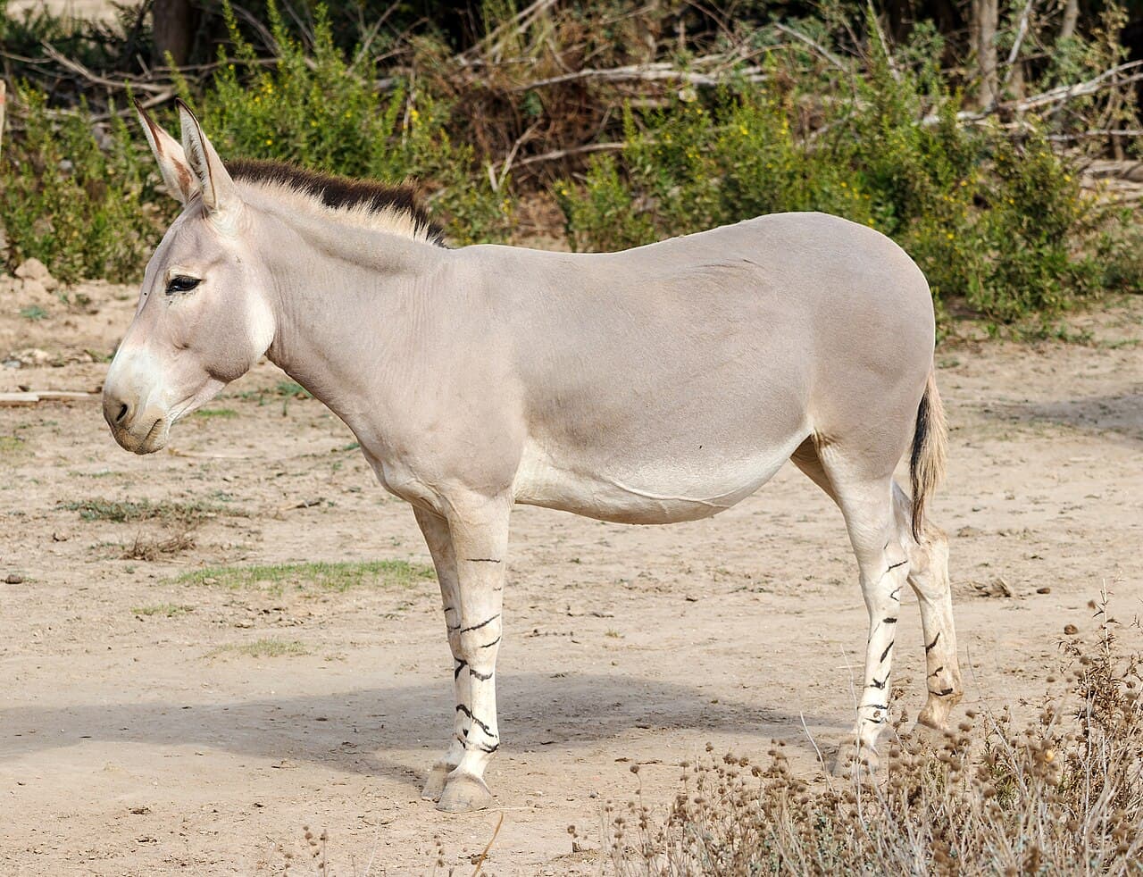African Wild Ass