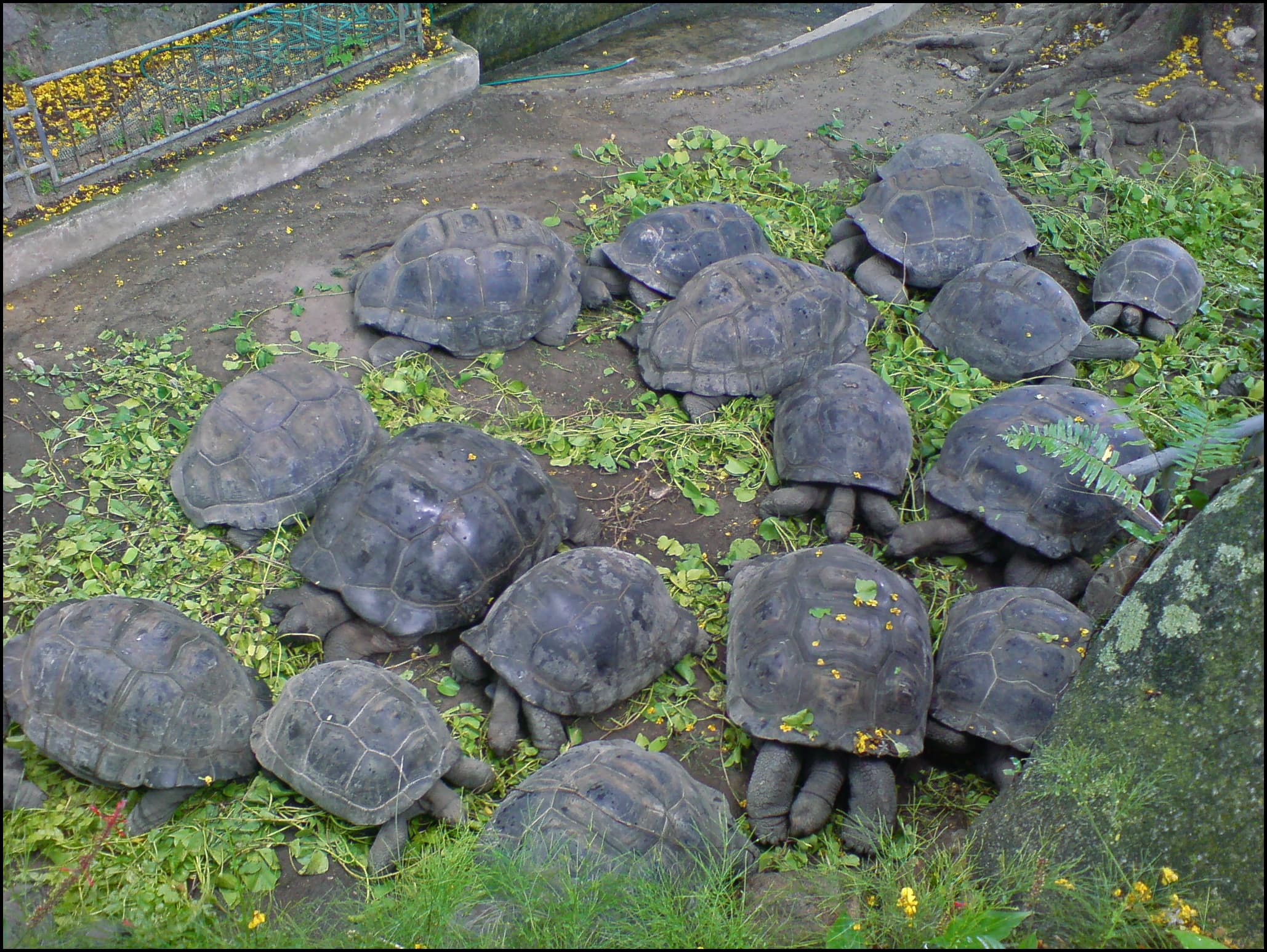 Aldabra Giant Tortoise