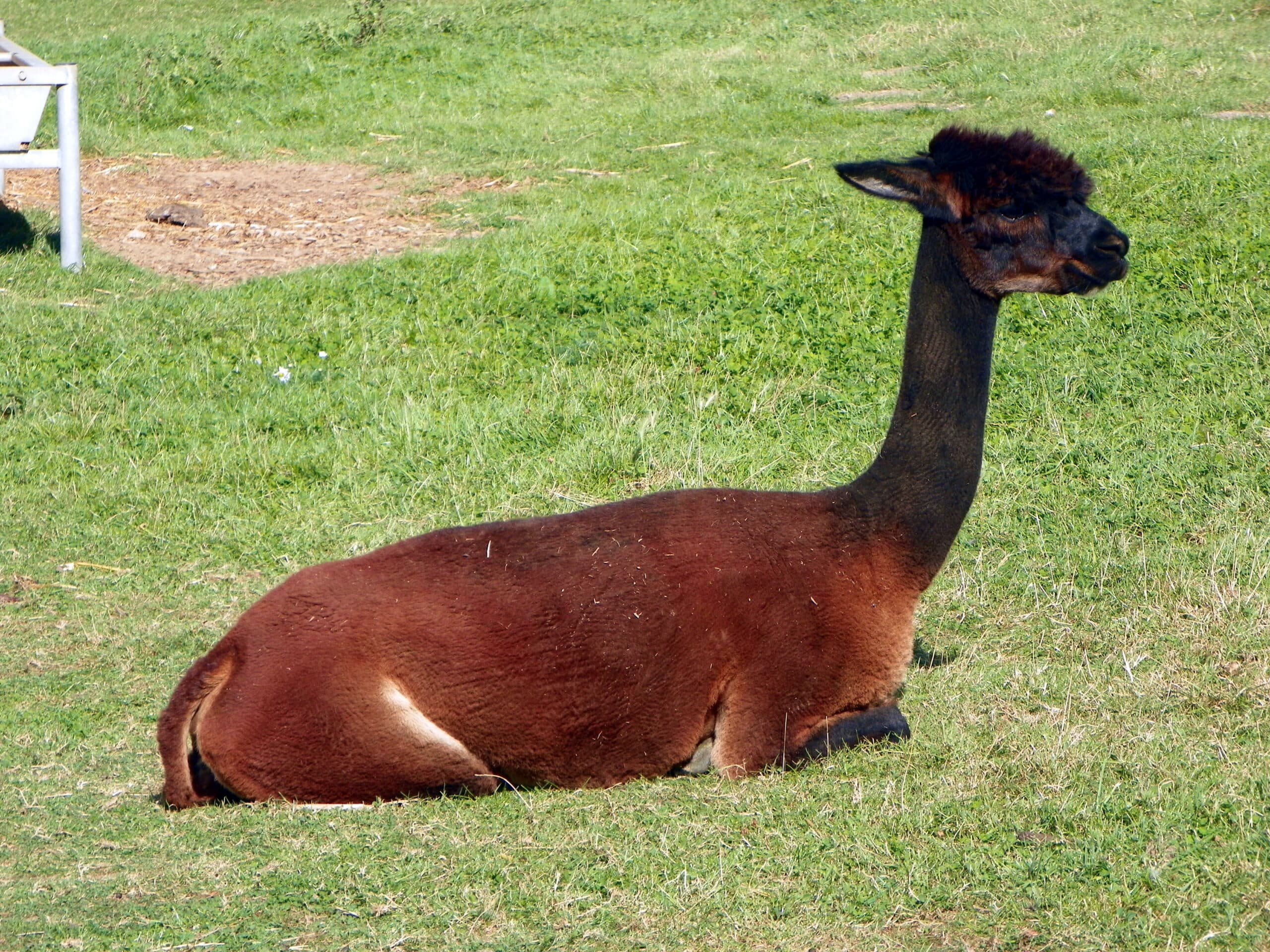 Alpaca