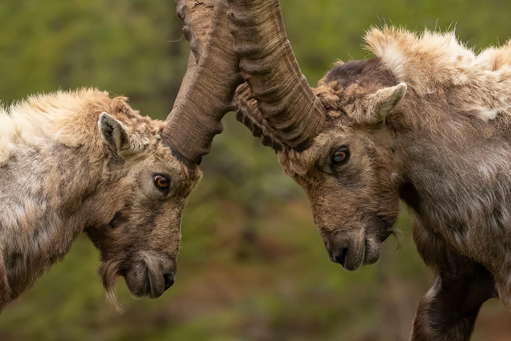 Alpine Ibex