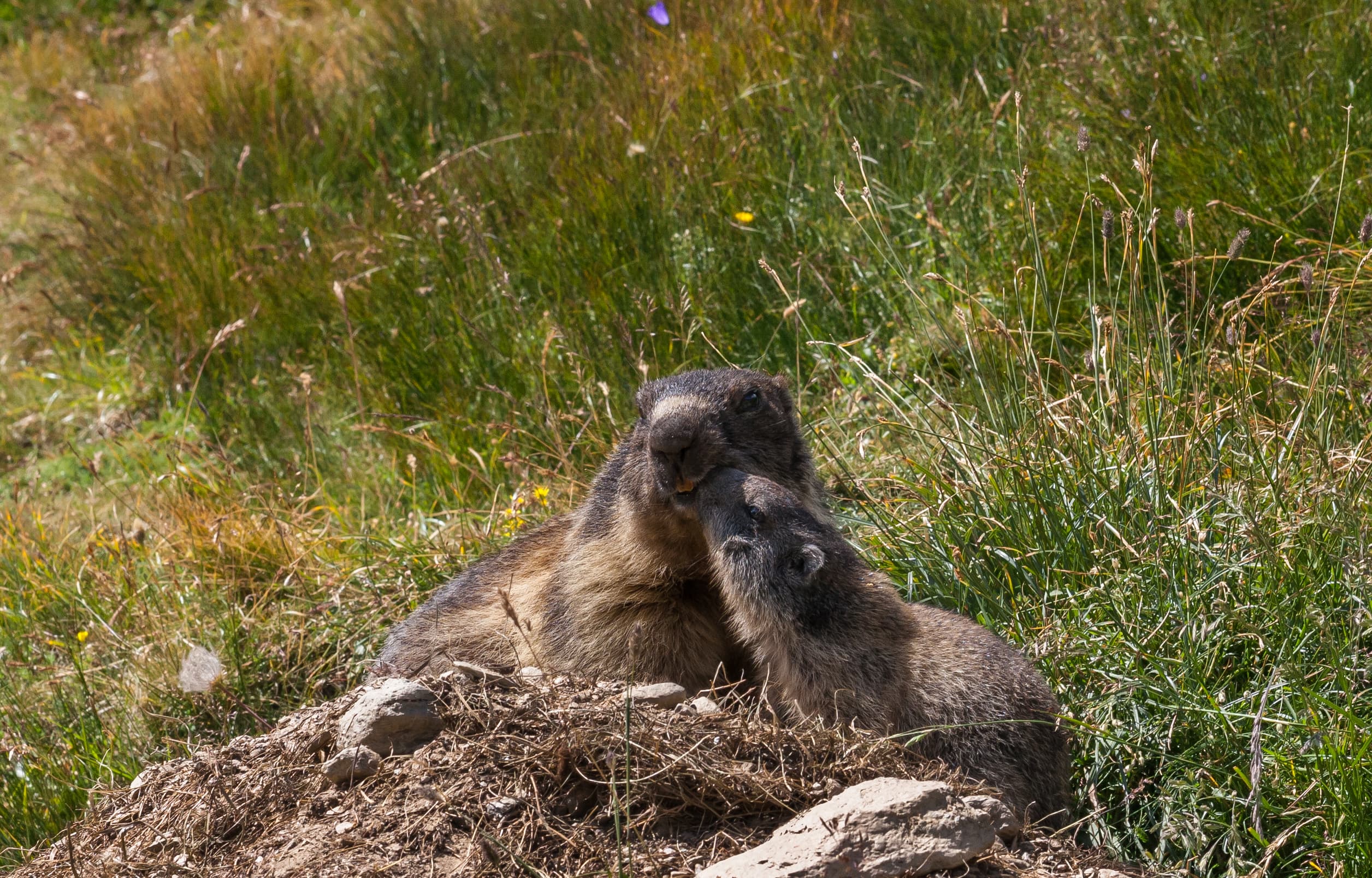 Alpine Marmot