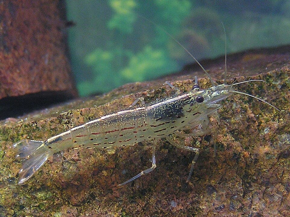 Amano Shrimp