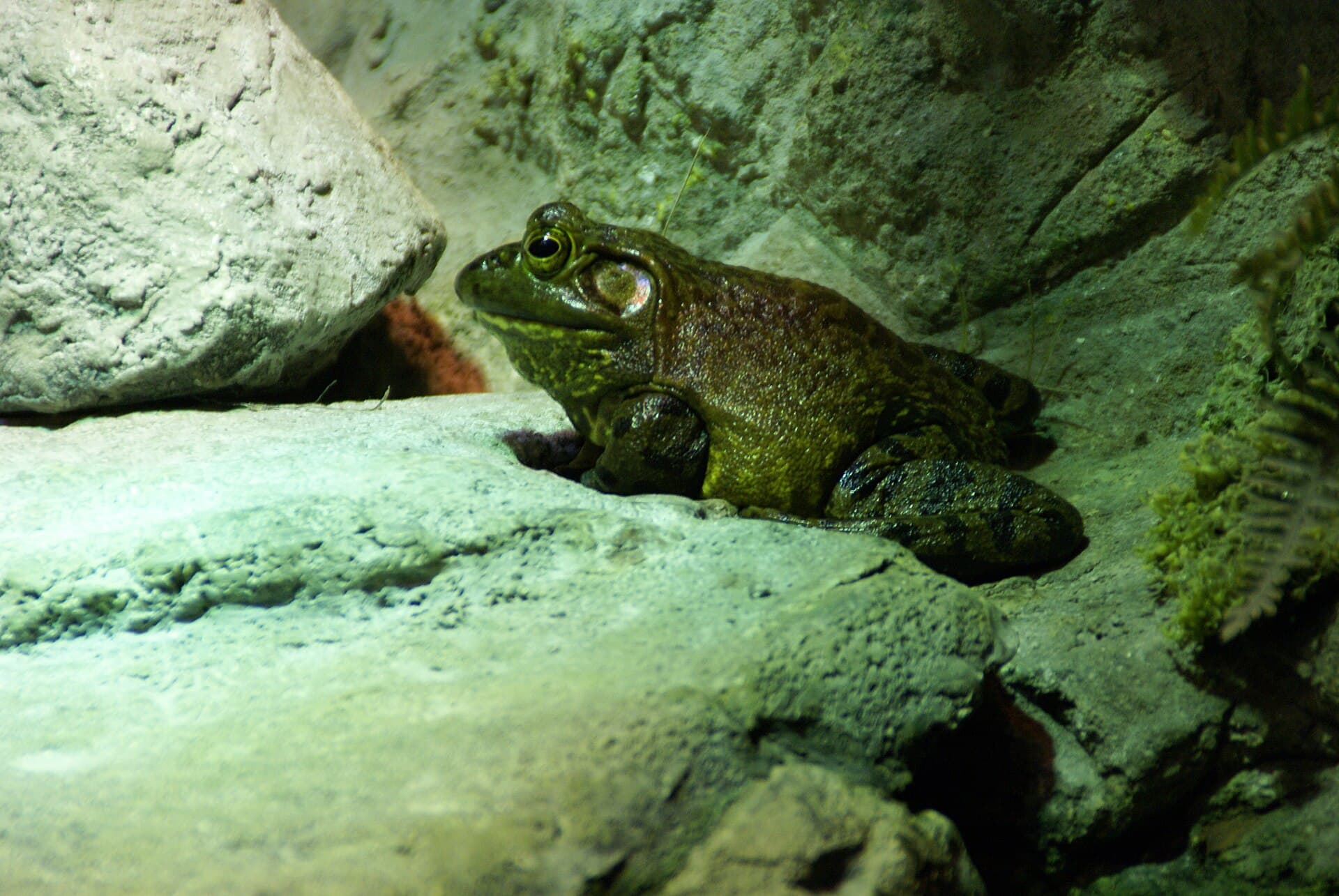 American Bullfrog