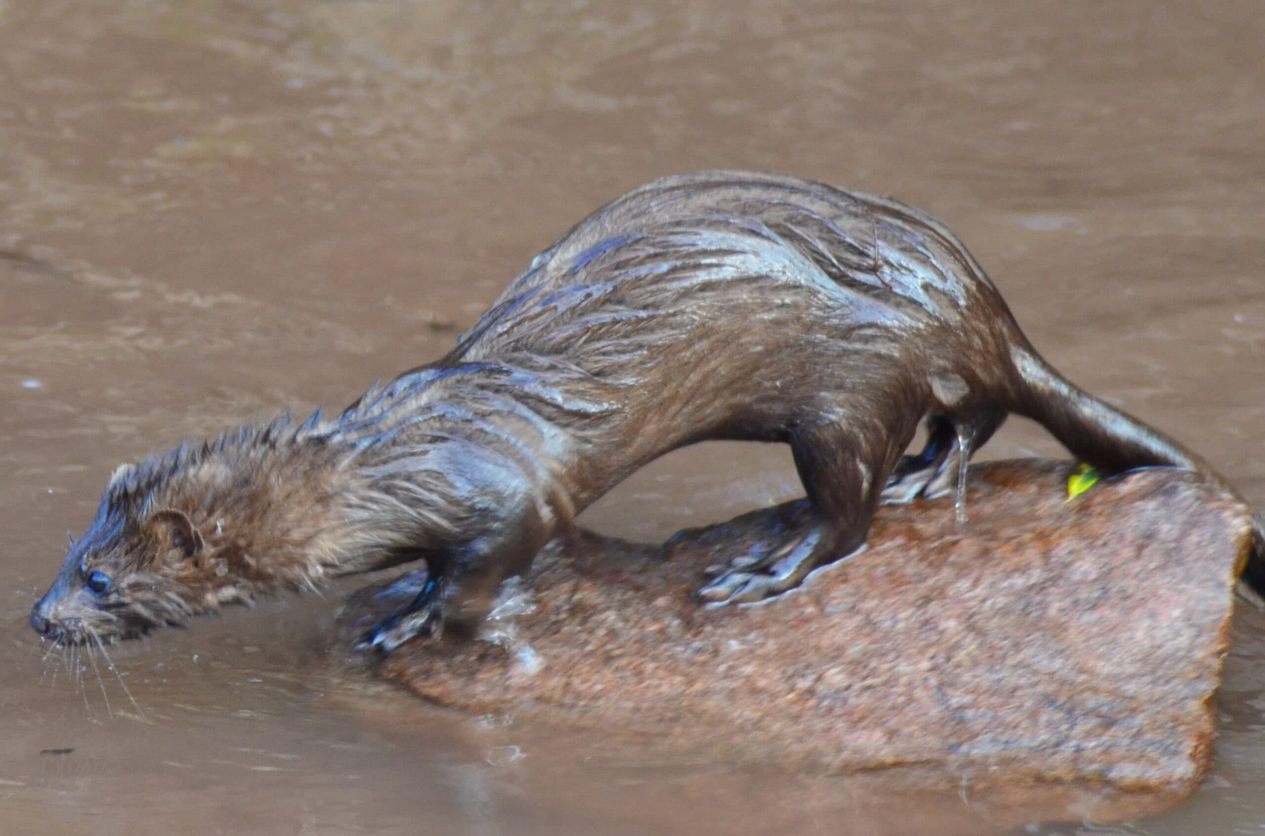 American Mink