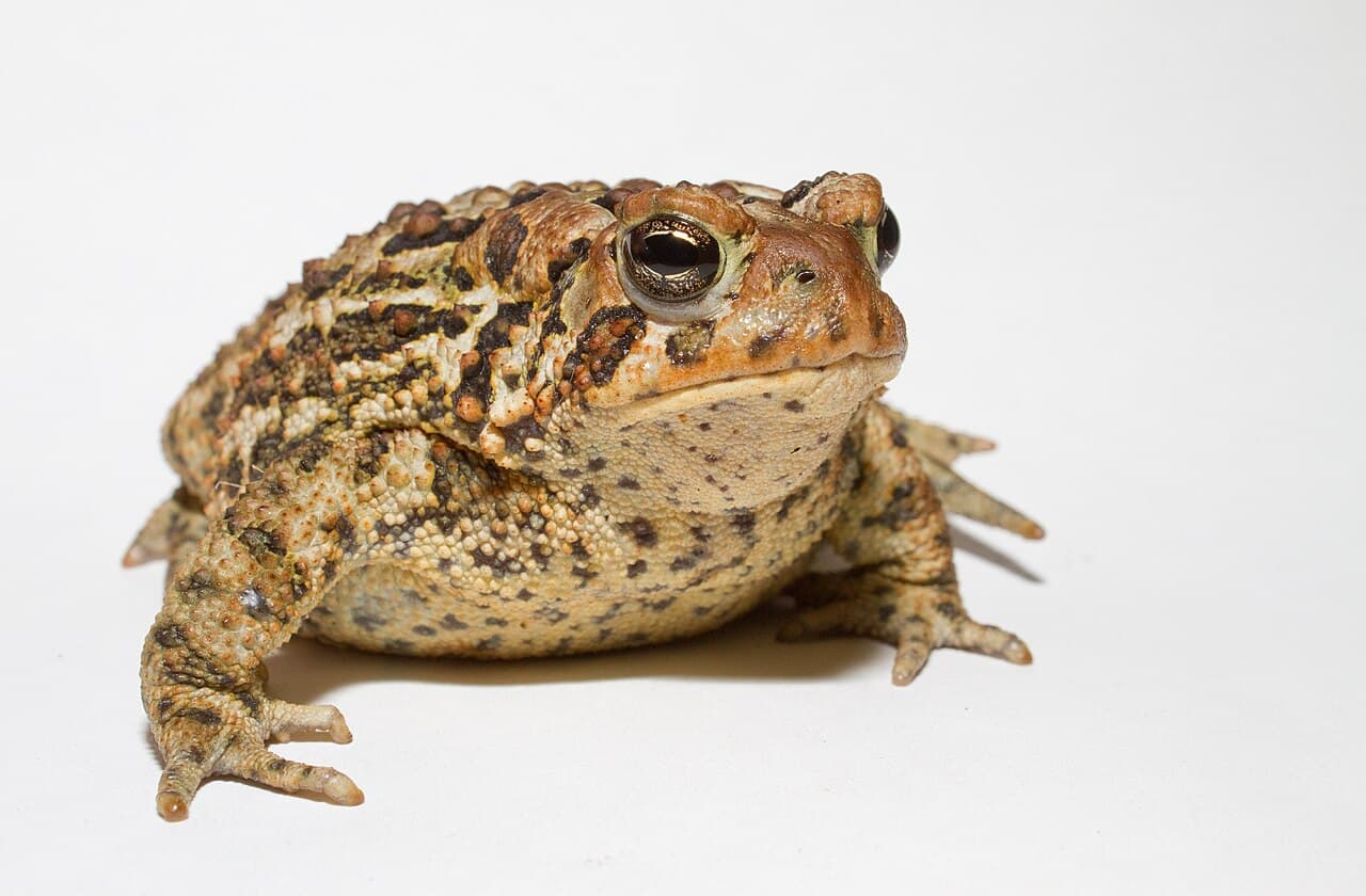 American Toad