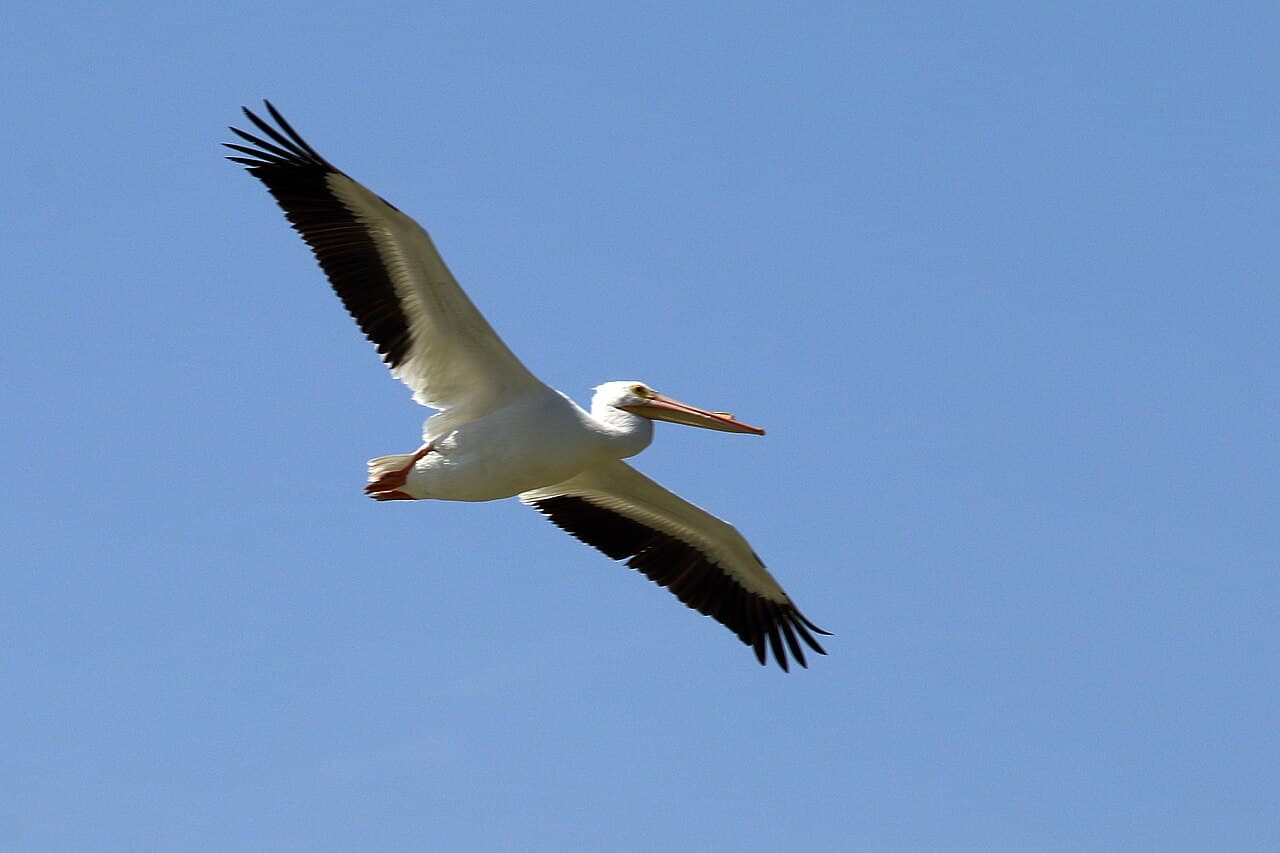 American White Pelican