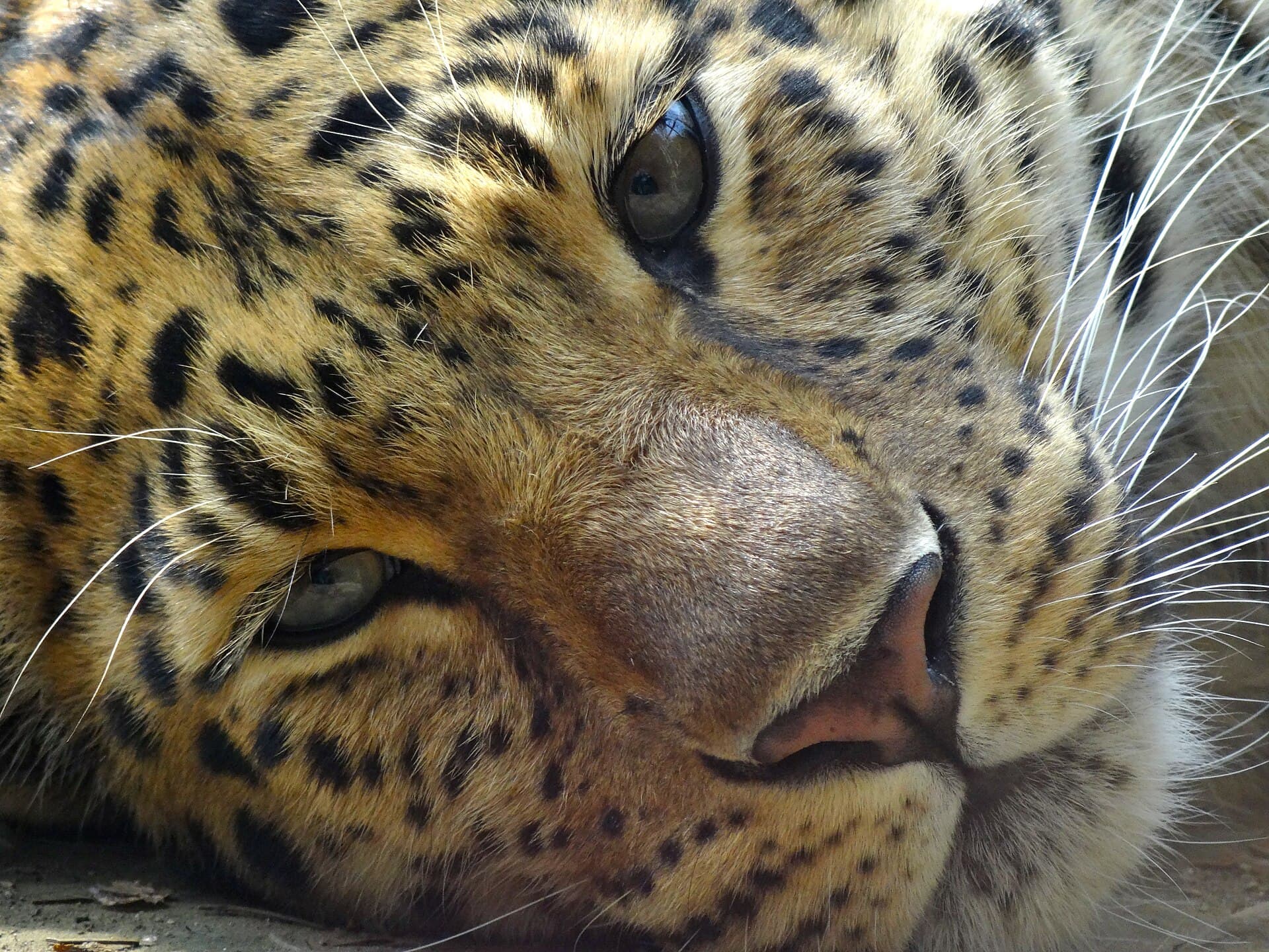 Amur Leopard