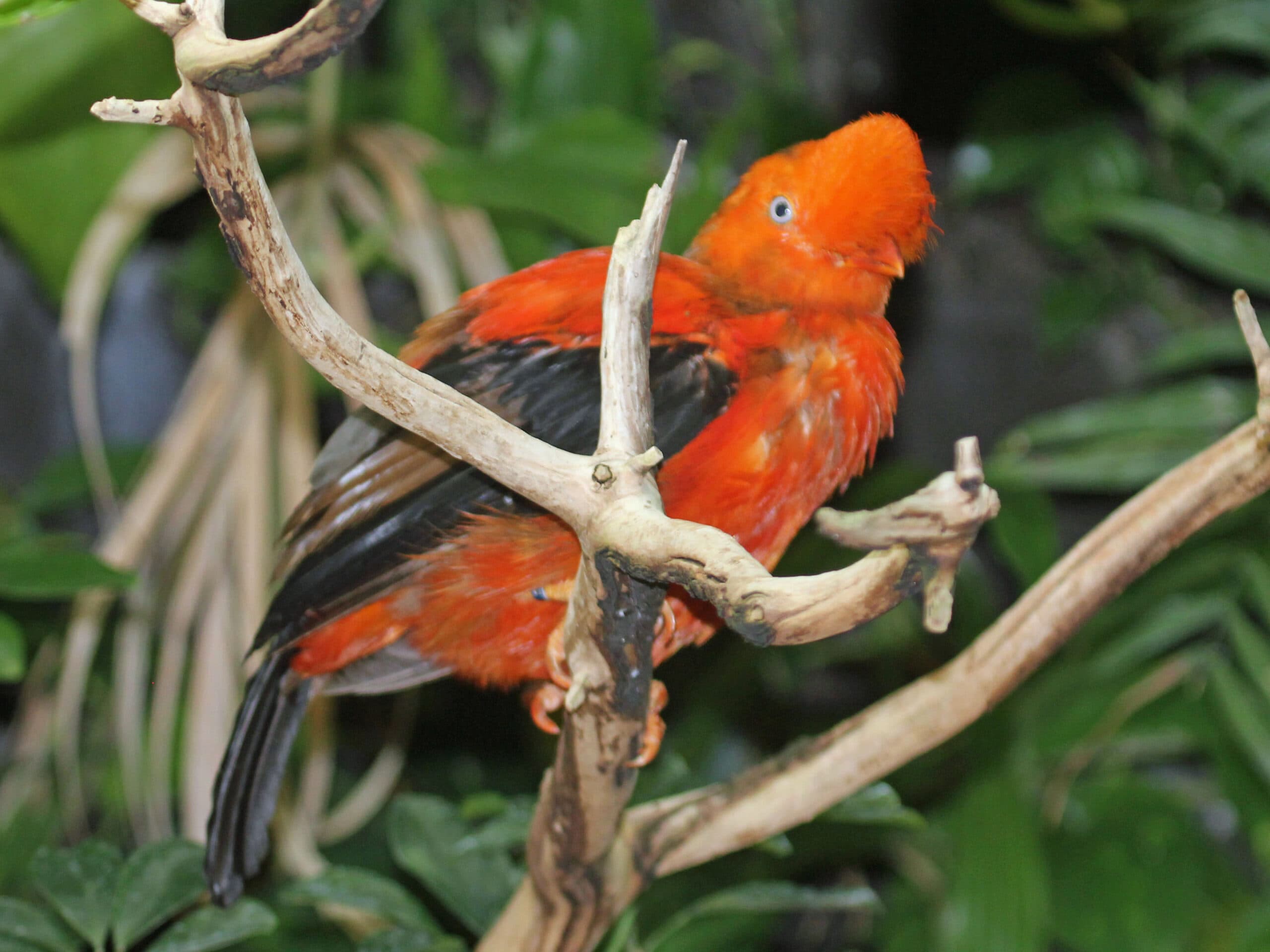 Andean Cock-of-the-Rock