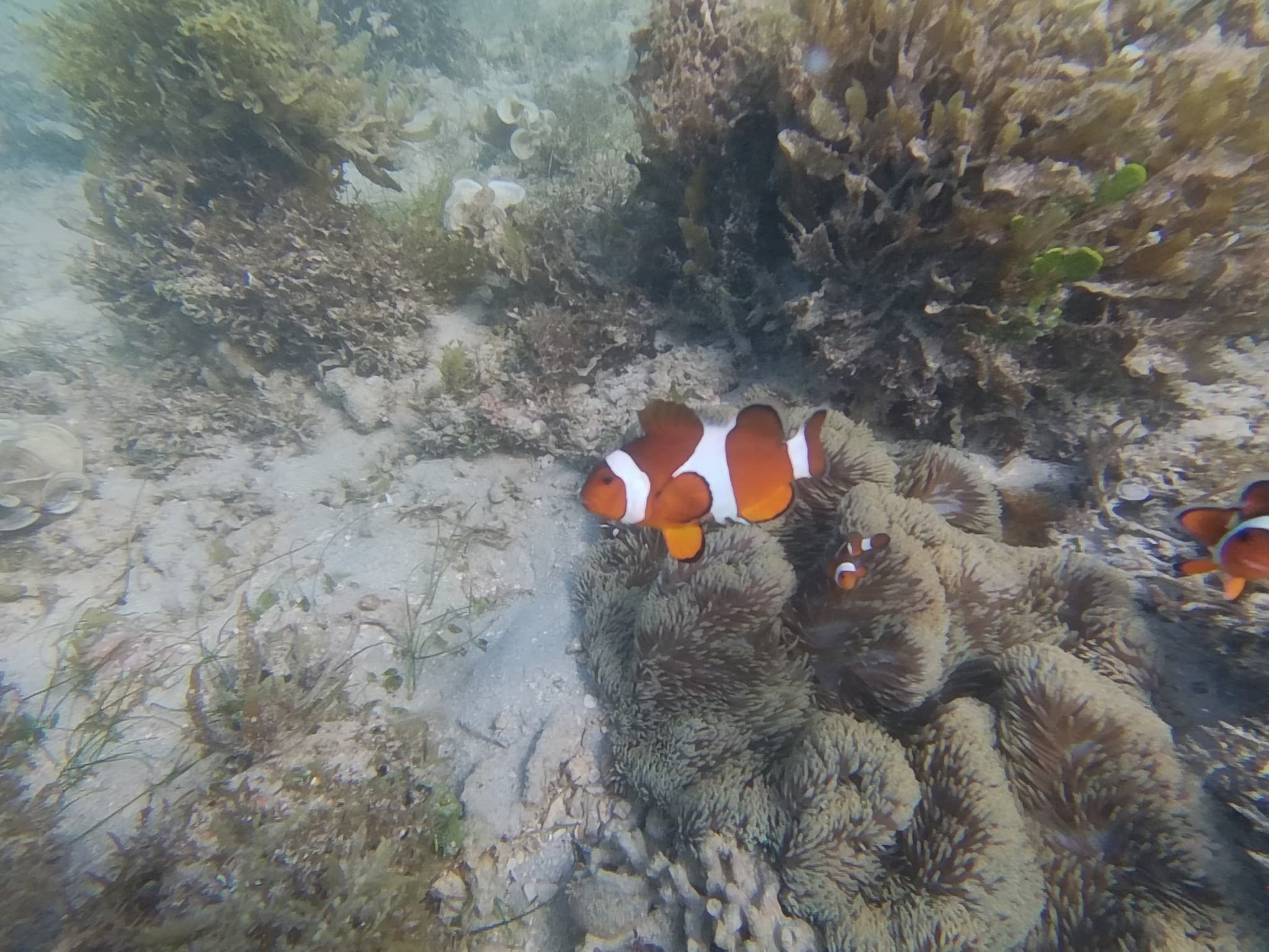 Anemonefish