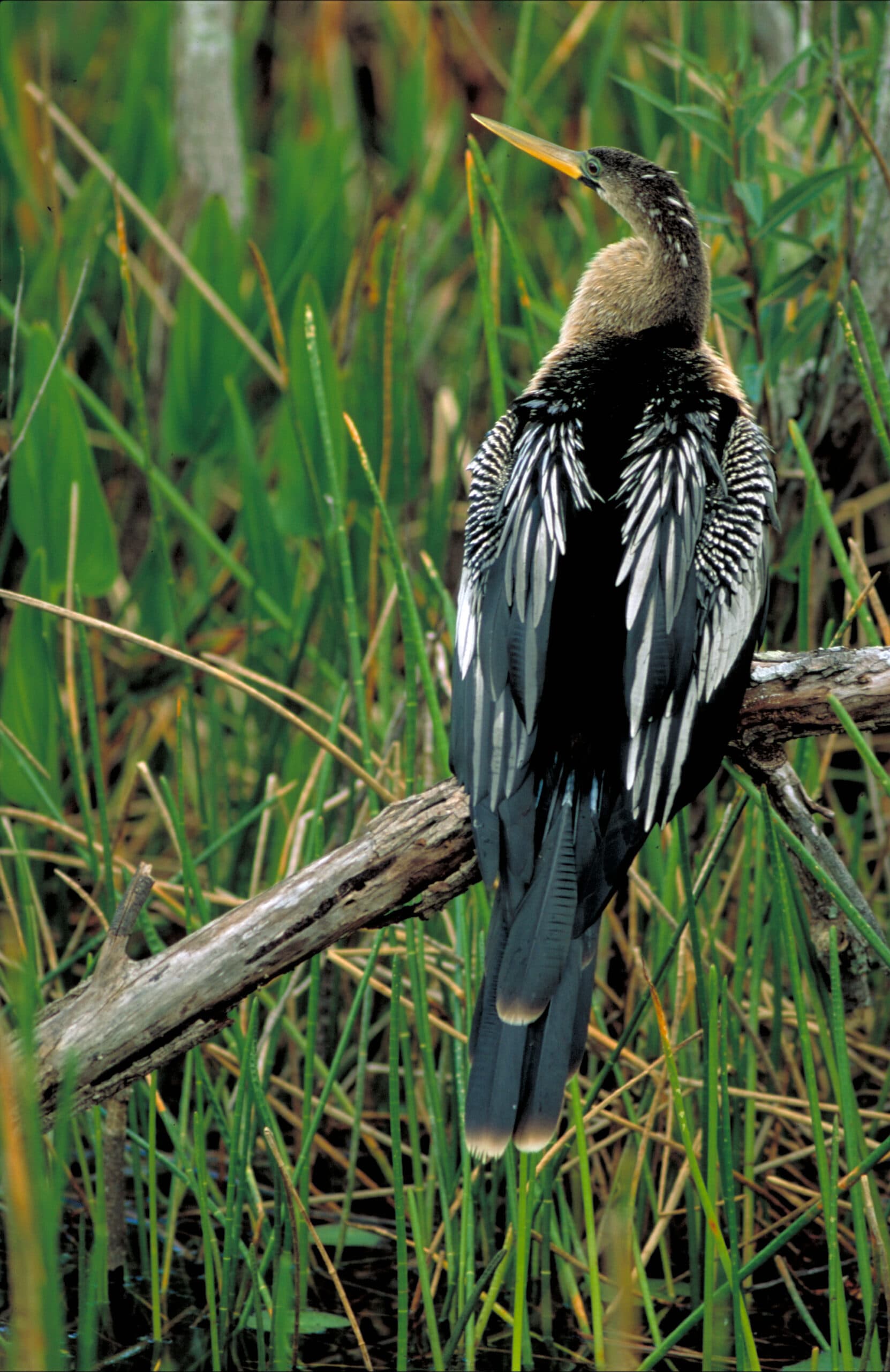 Anhinga