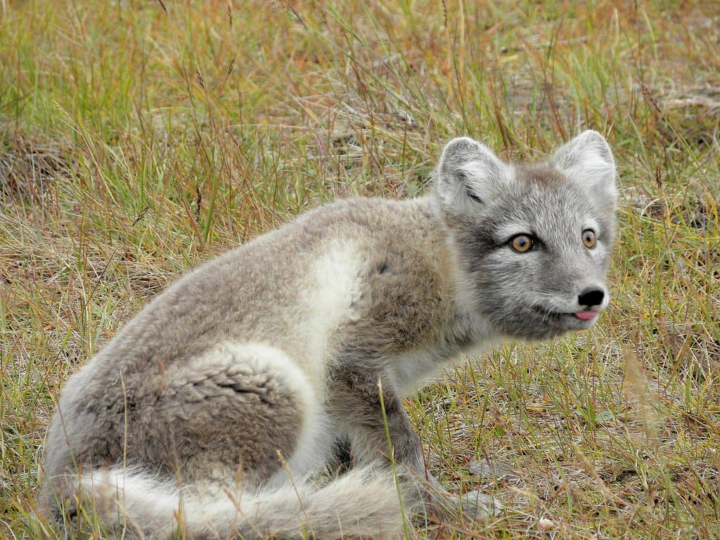 Arctic Fox