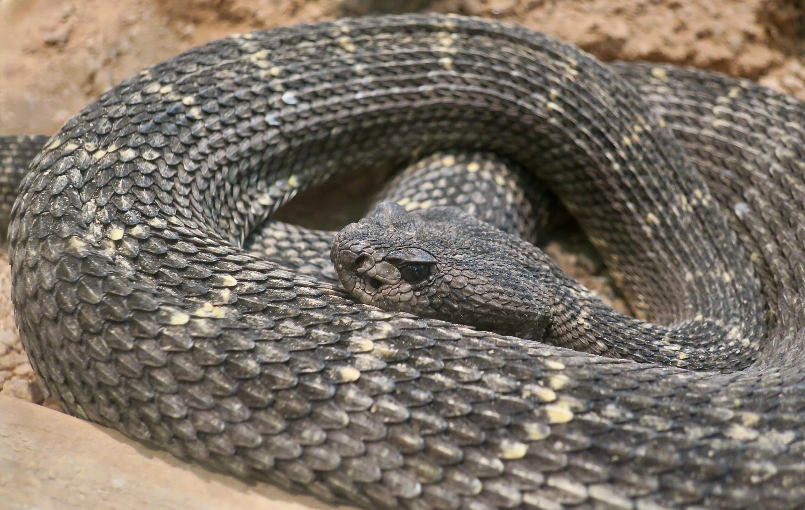 Arizona Black Rattlesnake