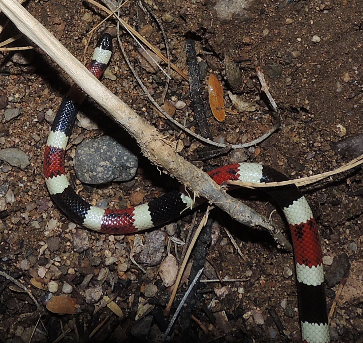 Arizona Coral Snake showing complete red, pale and black rings and a black snout