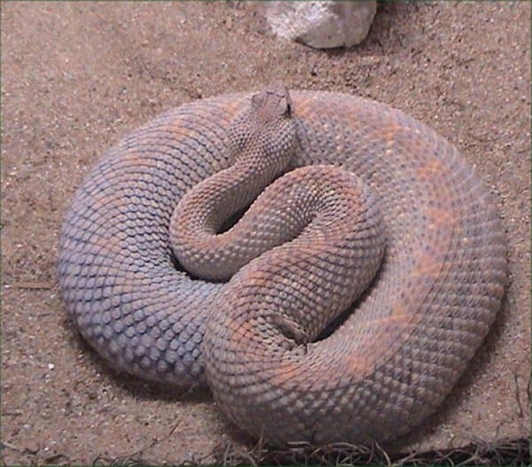 Aruba Island Rattlesnake