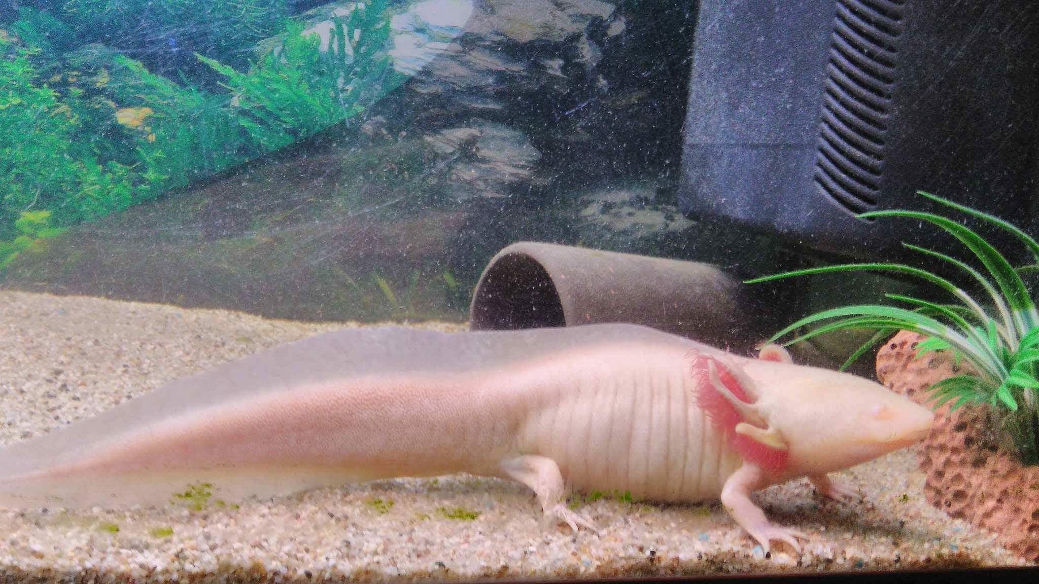 Axolotl