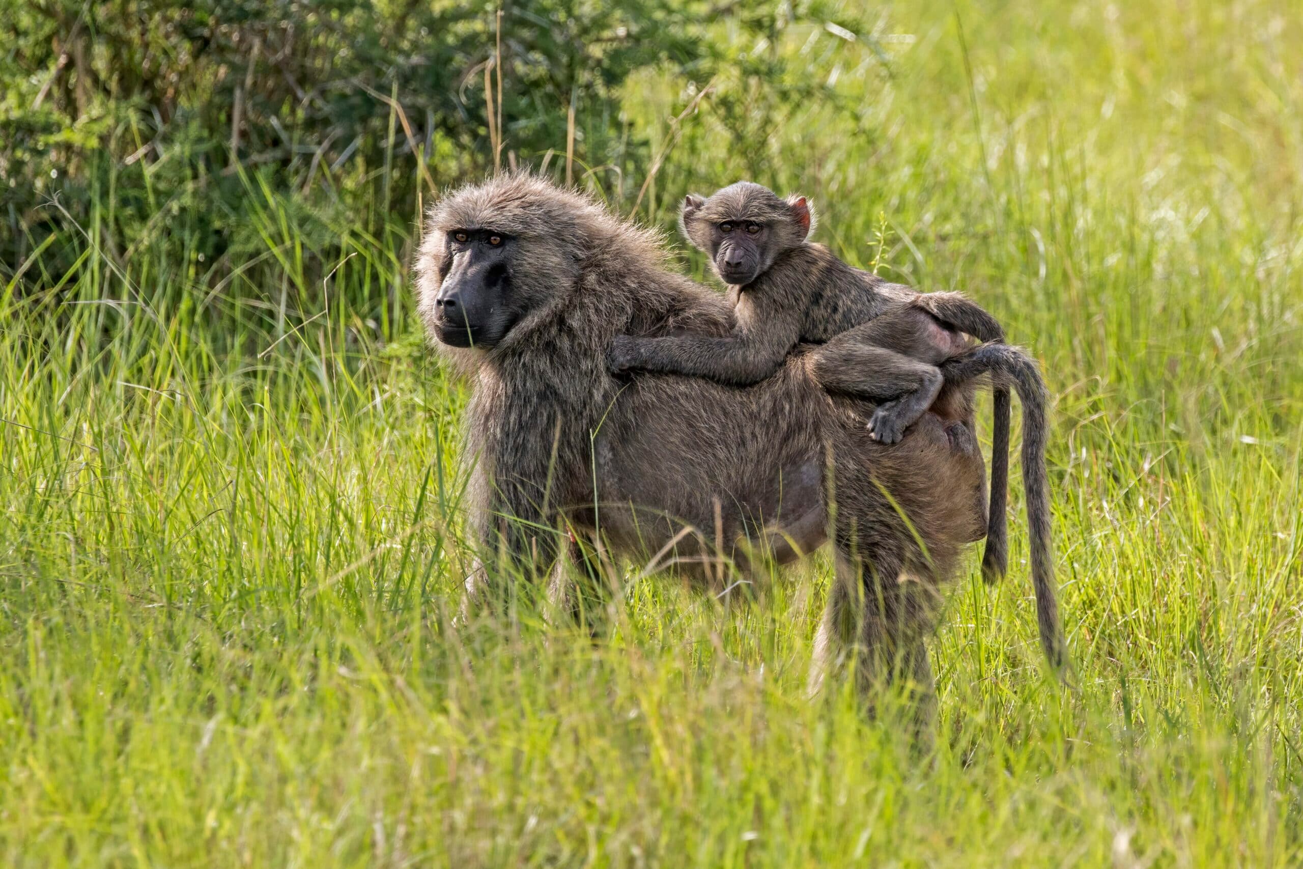 Baboon