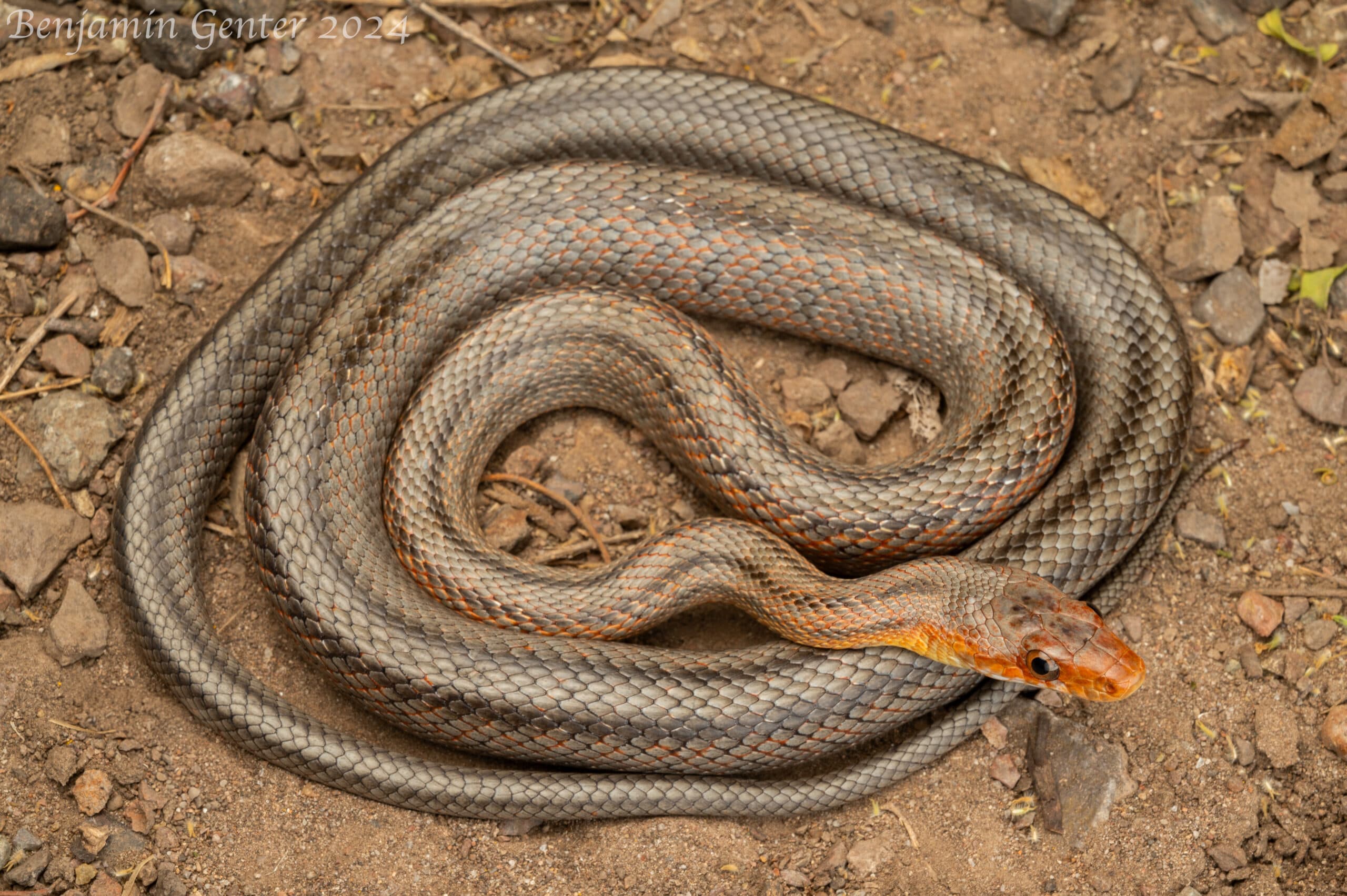 Adult Baird's Rat Snake on rock, showing its slender gray-brown body and fine dark lengthwise markings