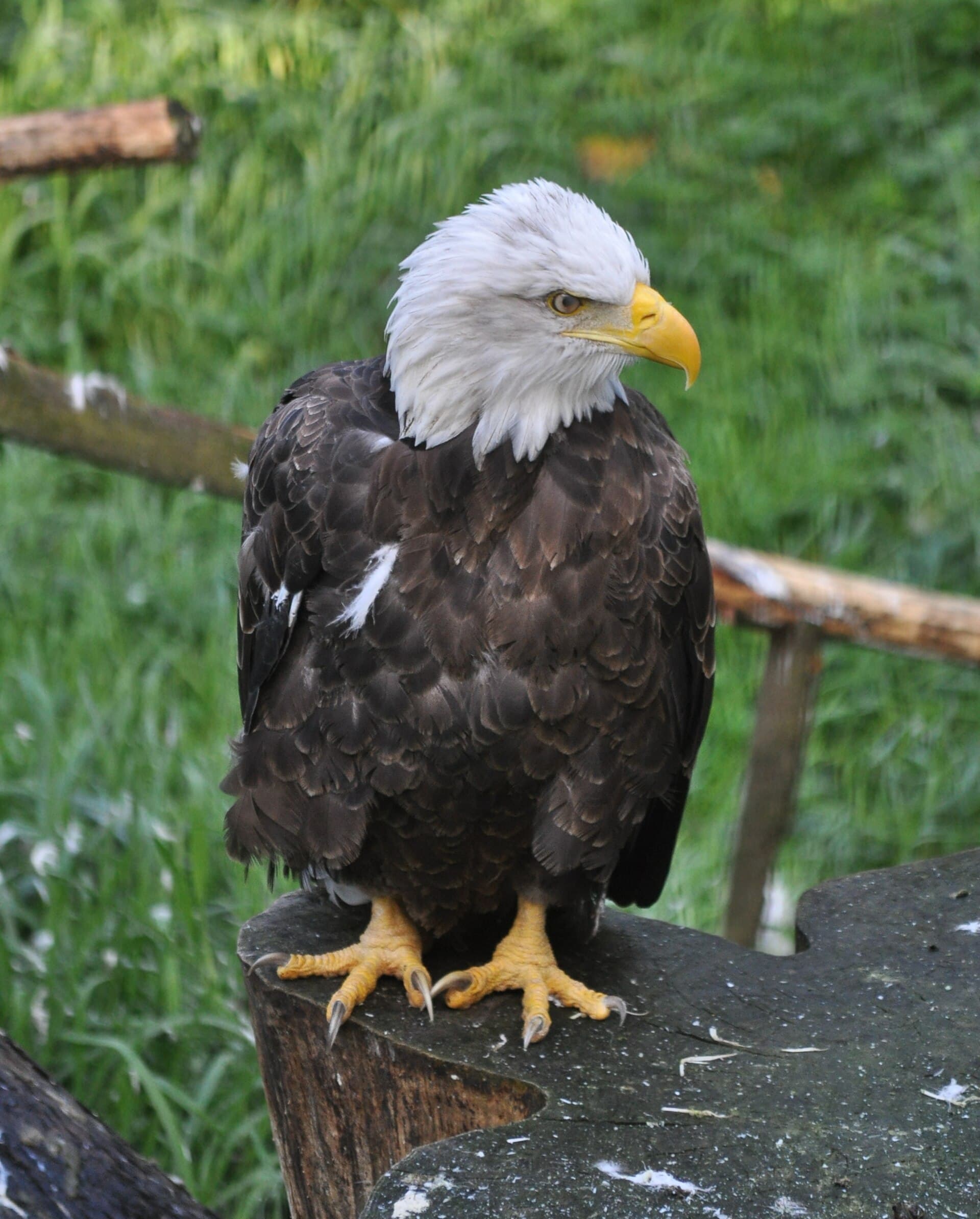 Bald Eagle