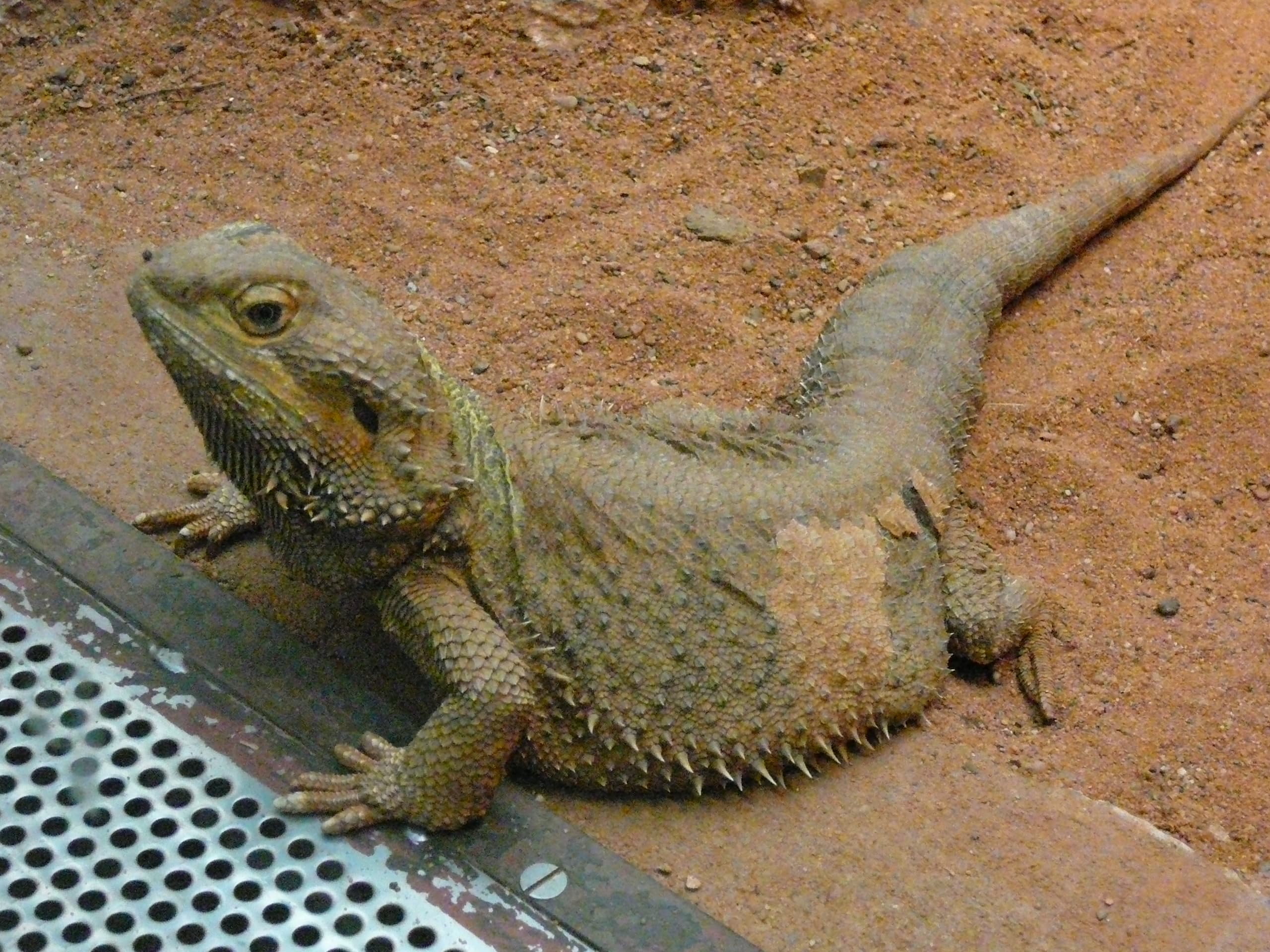 Central Bearded Dragon perched on a branch, showing its triangular head, spiny beard and banded body