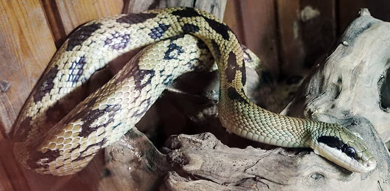 Beauty Rat Snake