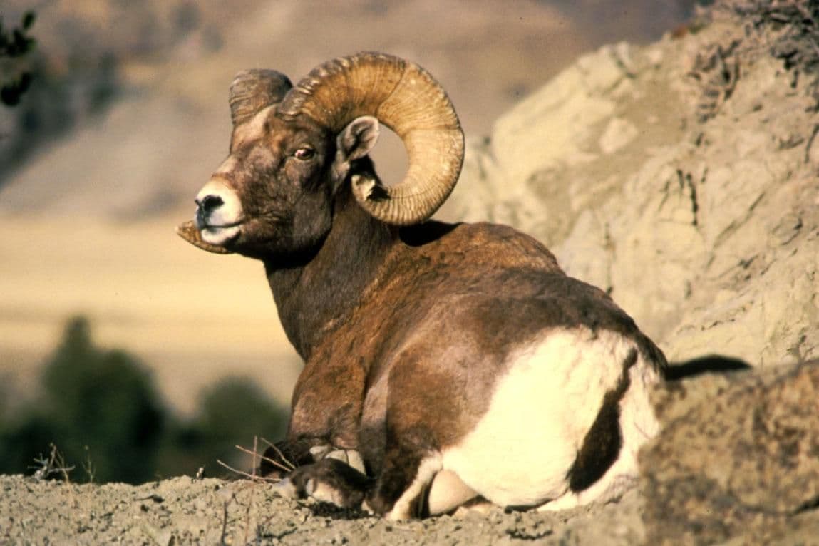 Adult male Bighorn Sheep standing on rocky ground, showing massive curled horns and a brown coat
