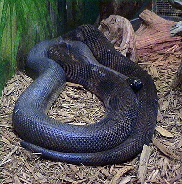 Bismarck Ringed Python