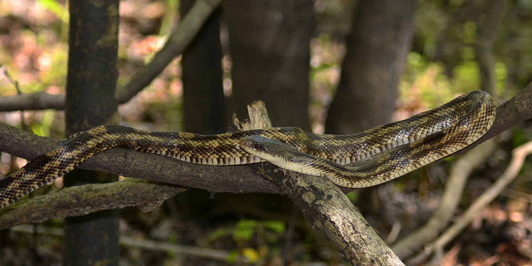 Black Rat Snake