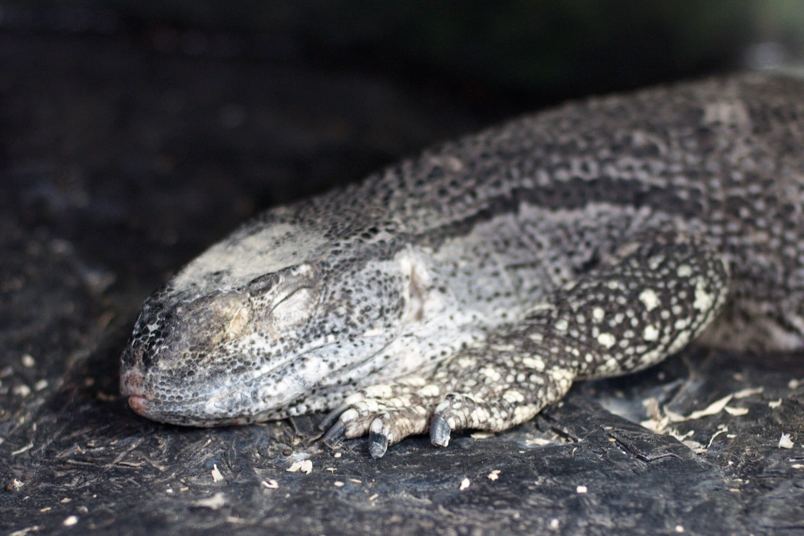 Black-Throated Monitor