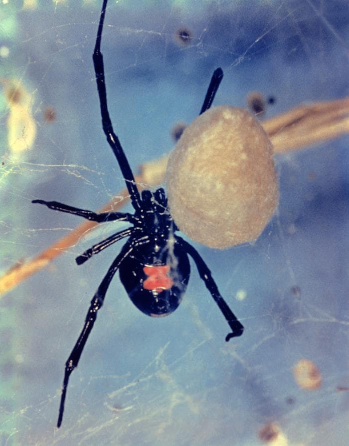 Black Widow Spider