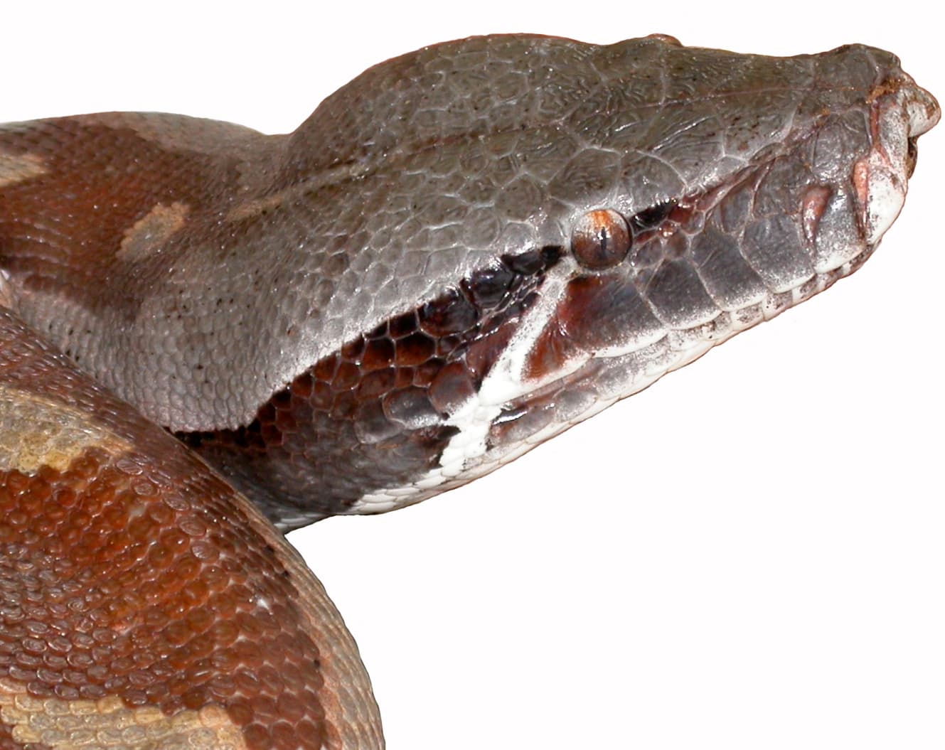 Blood Python