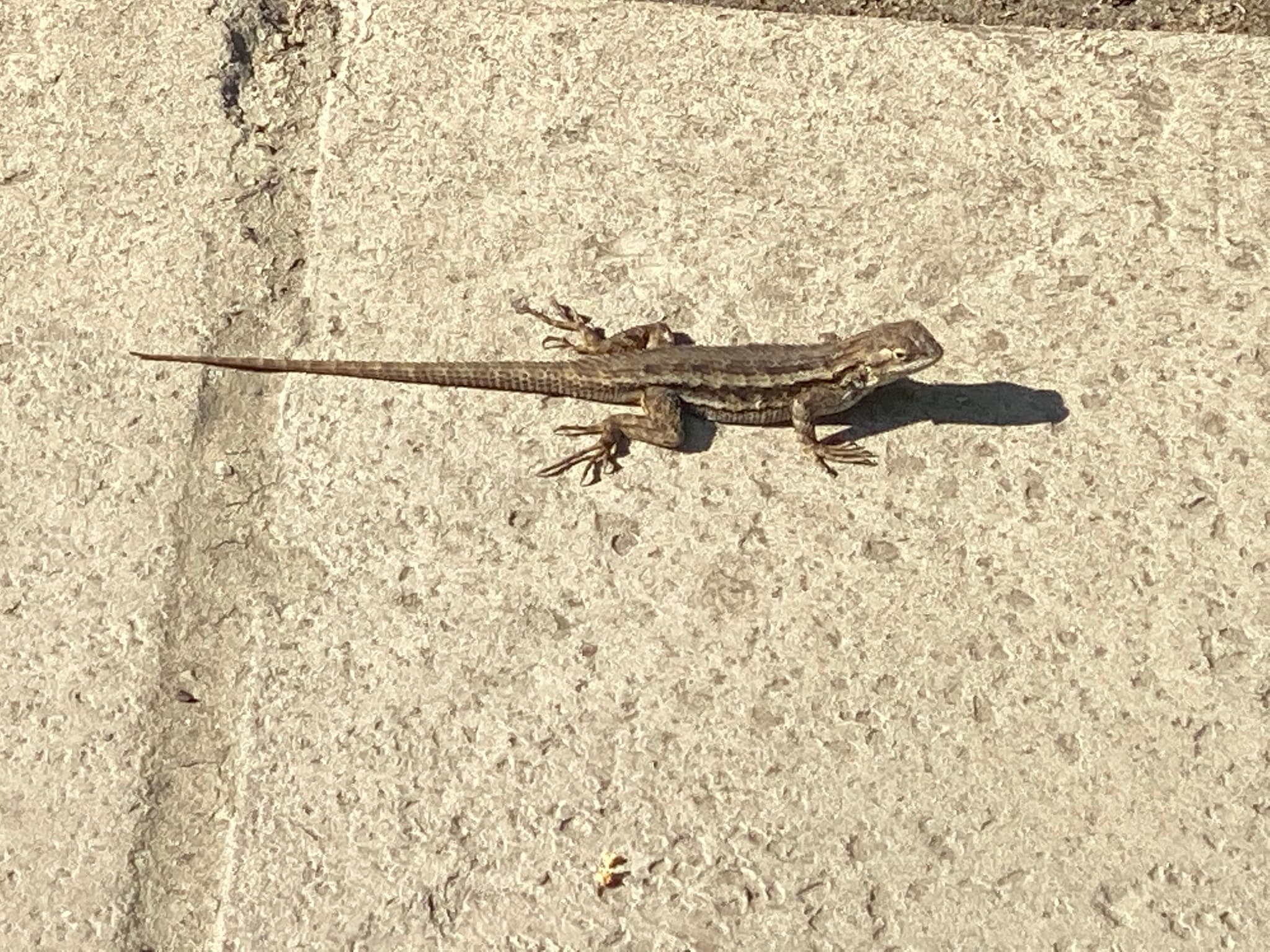 Blue Belly Lizard