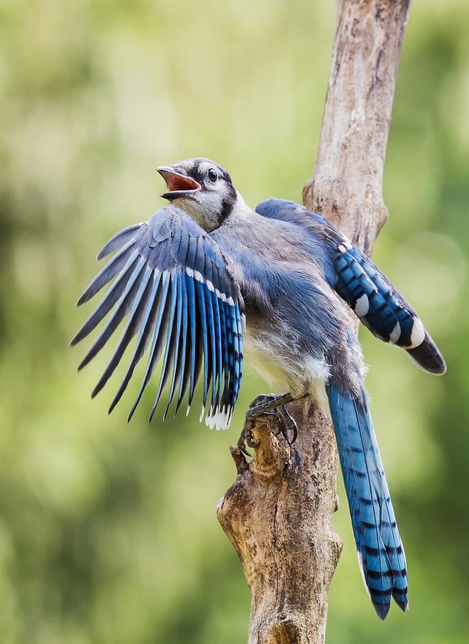 Blue Jay perched on a branch in Shenandoah National Park