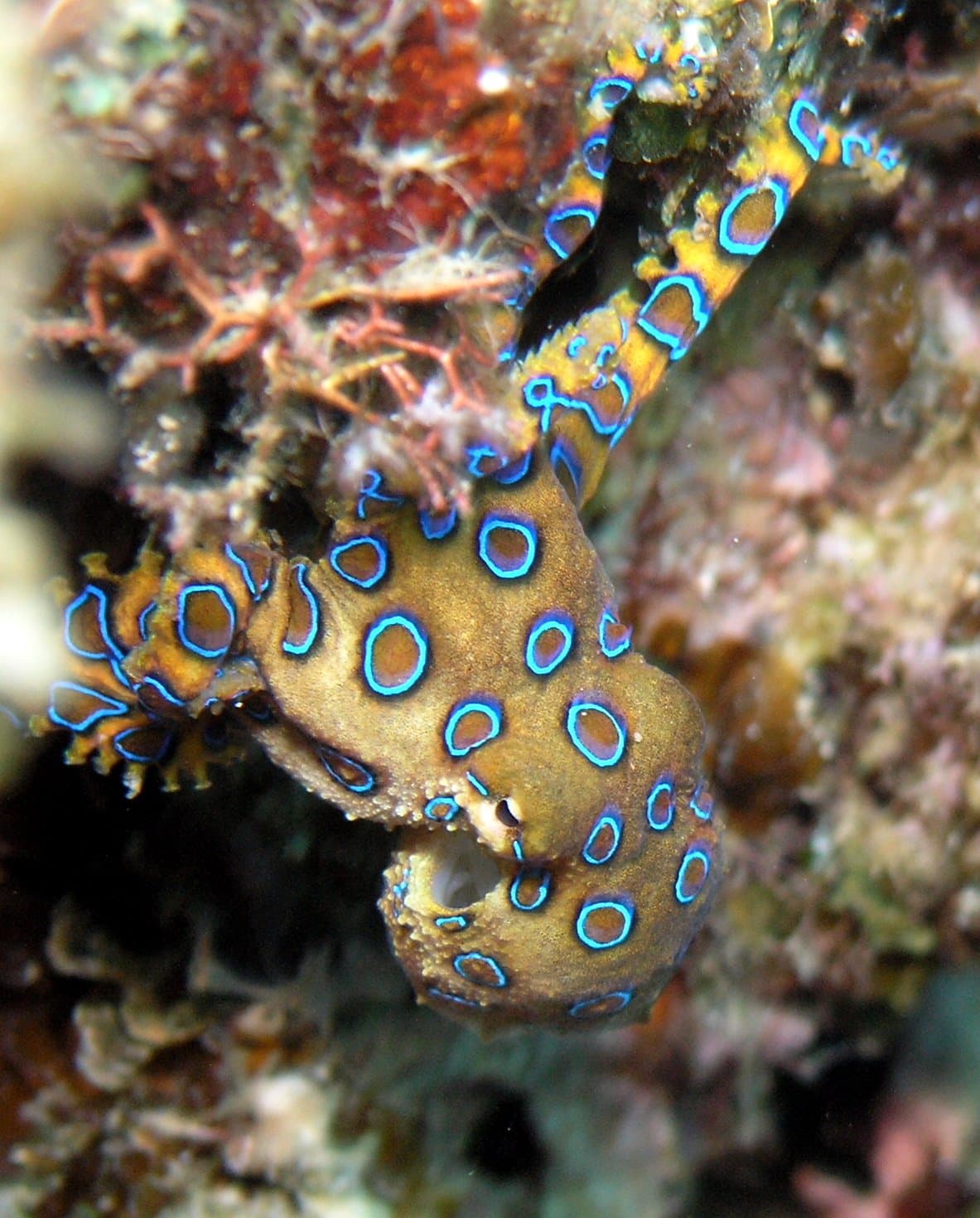 Greater Blue-ringed Octopus