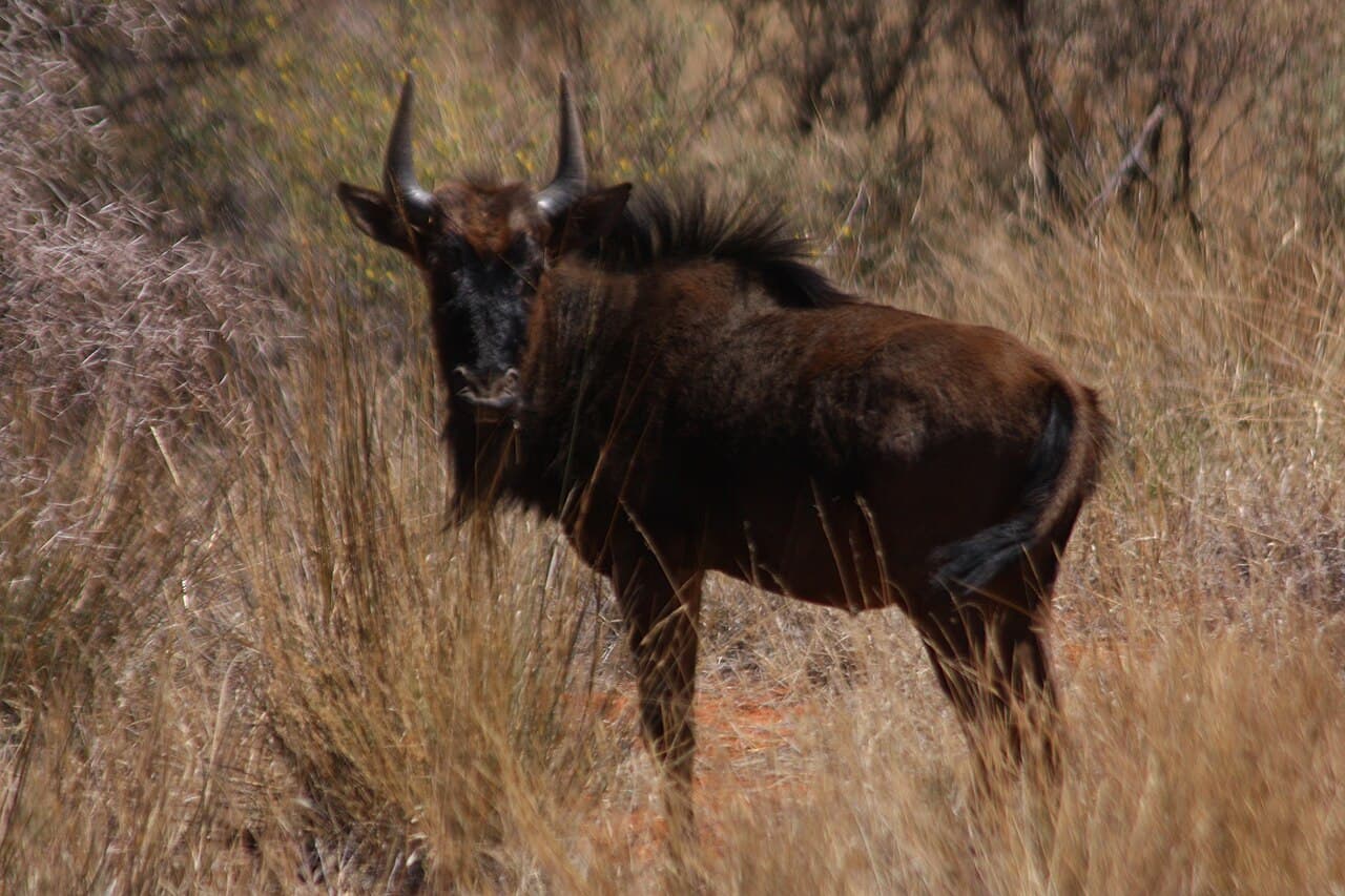 Adult Blue Wildebeest standing in the Kalahari grassland of South Africa