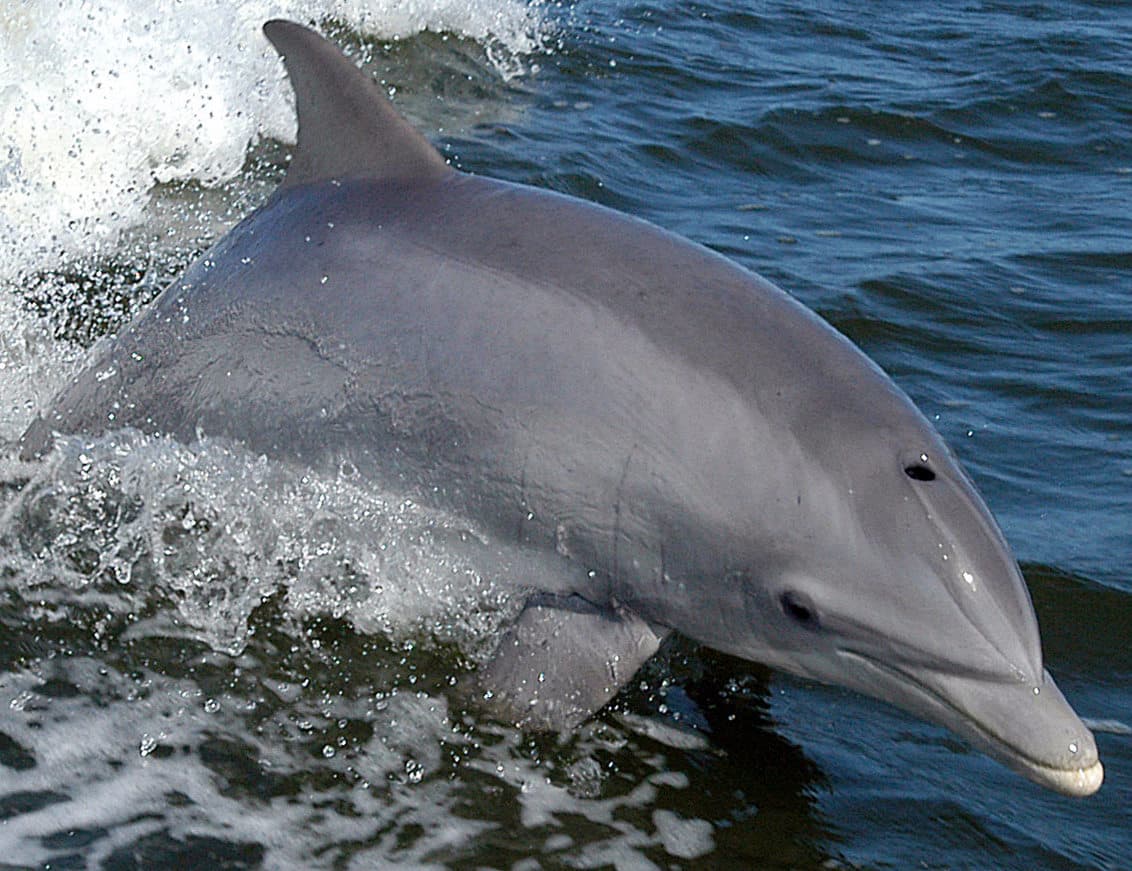 Common Bottlenose Dolphin
