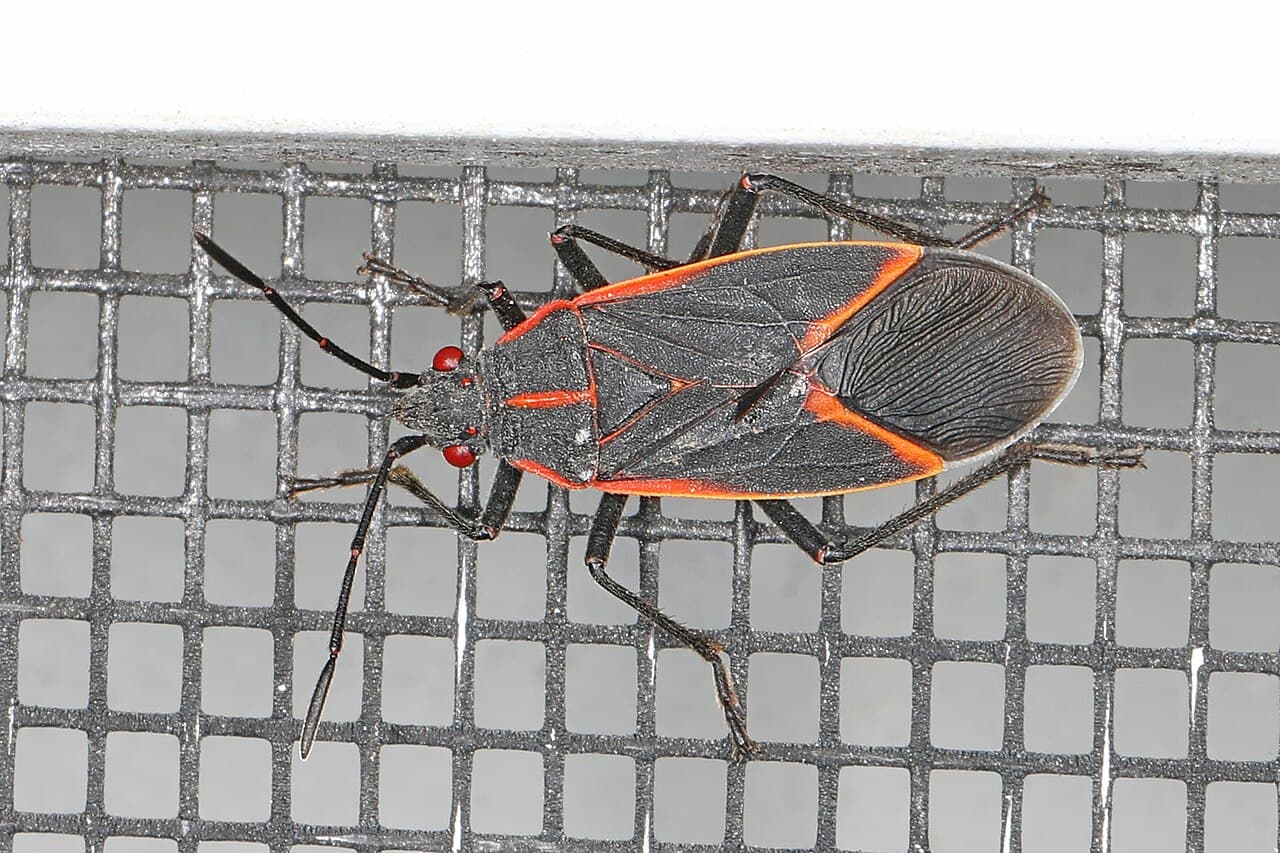 Boxelder Bug