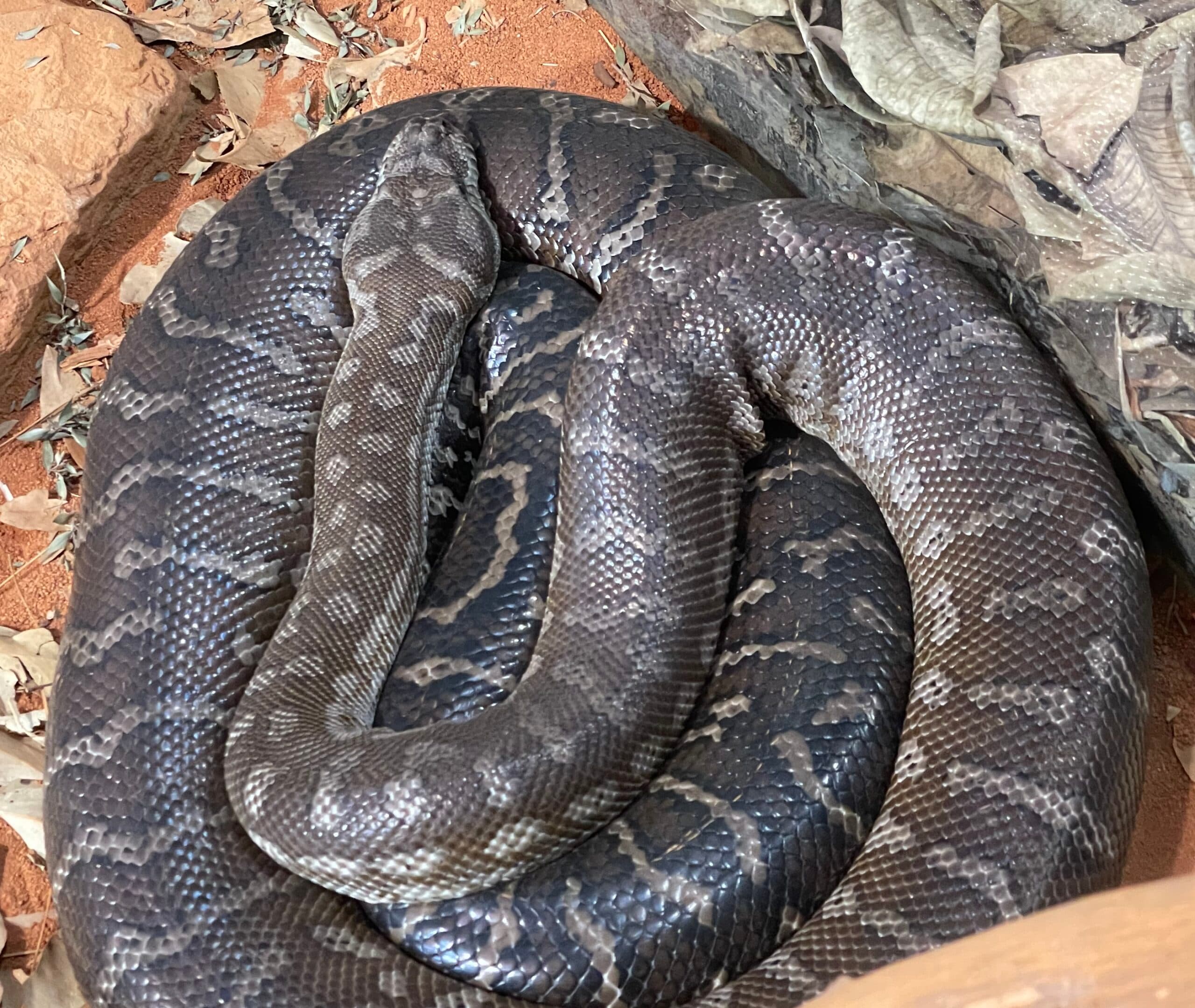 Bredl’s Python