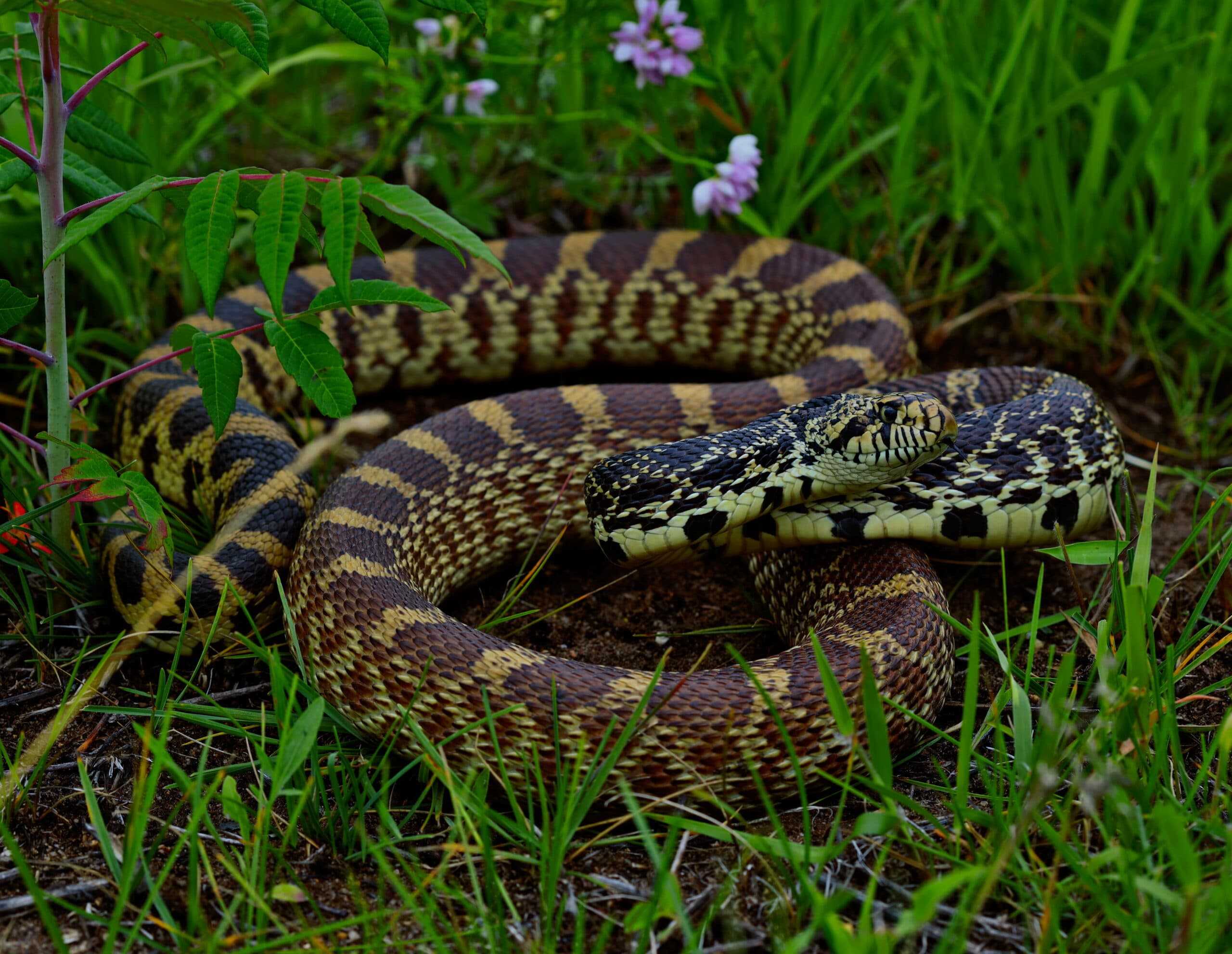 Bullsnake
