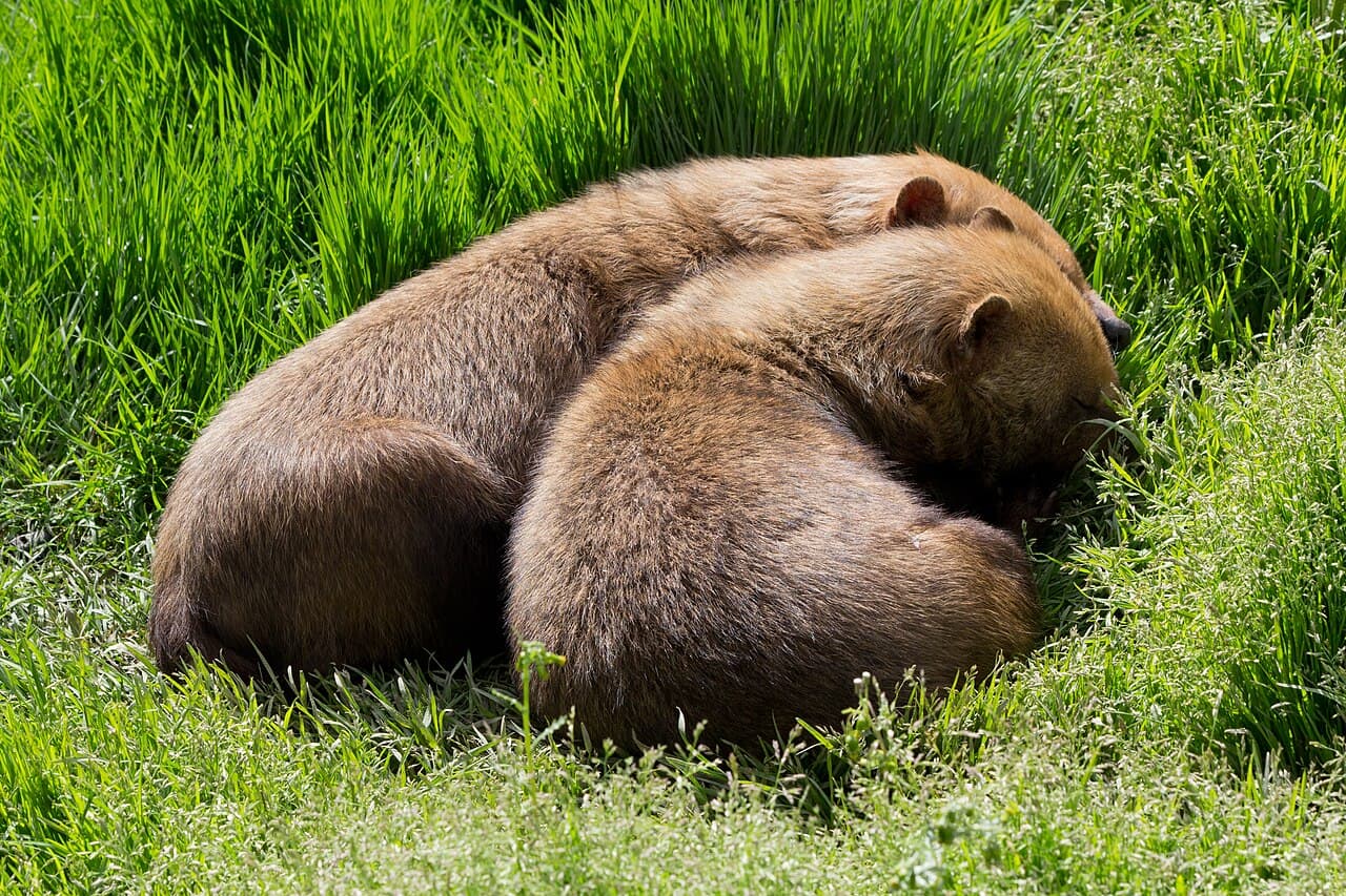 Bush Dog