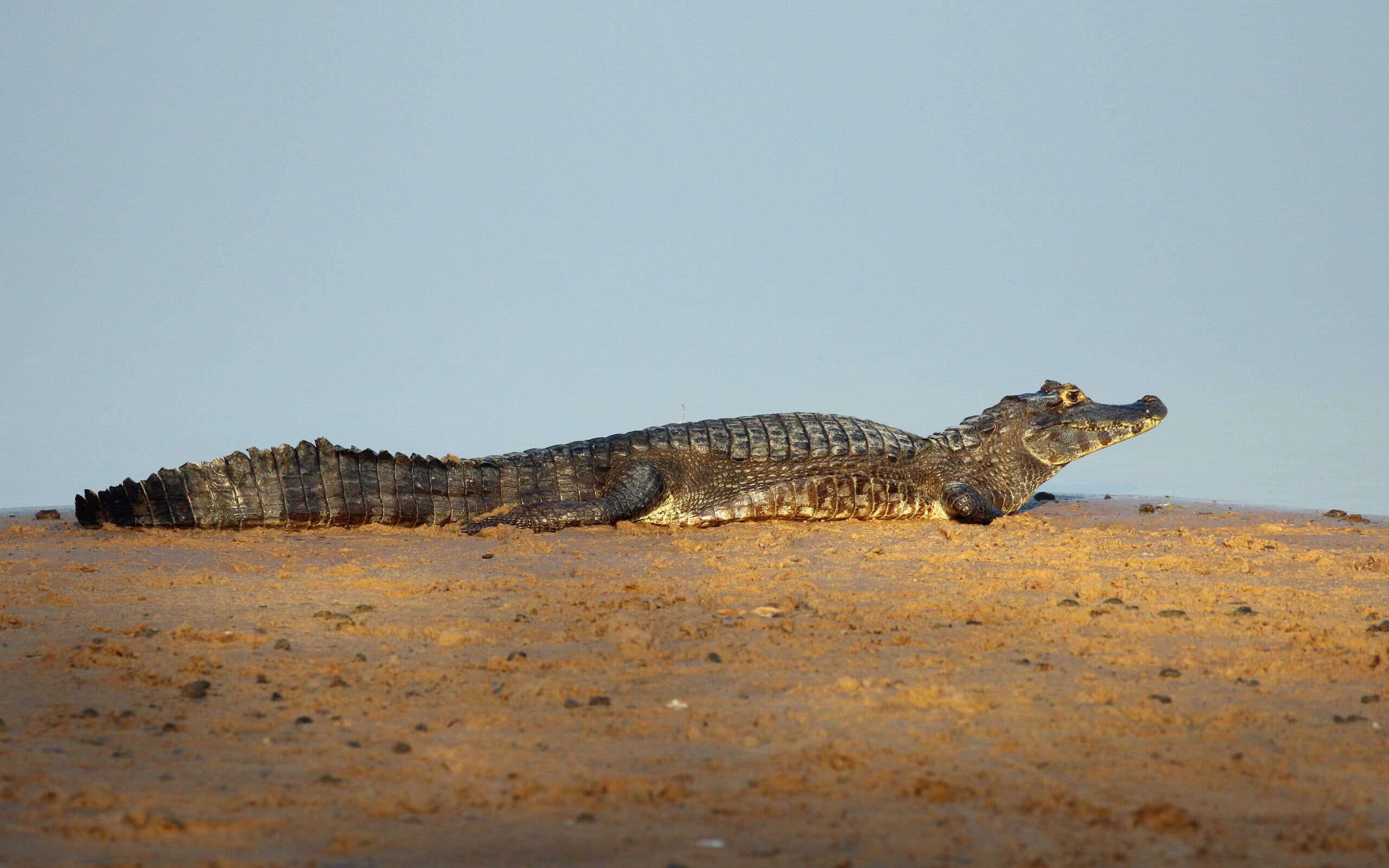 Yacare caiman resting on a sandy bank in the Pantanal, Brazil