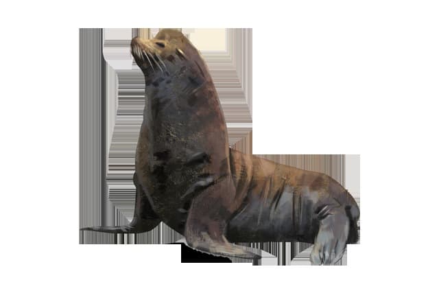 California Sea Lion