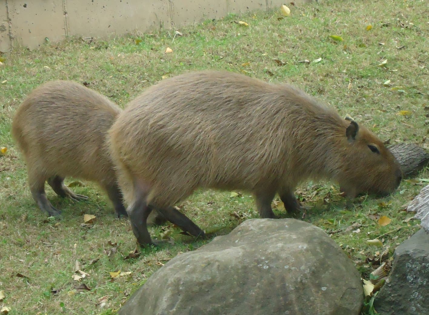 Capybara