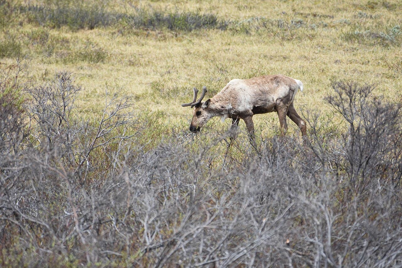 Caribou